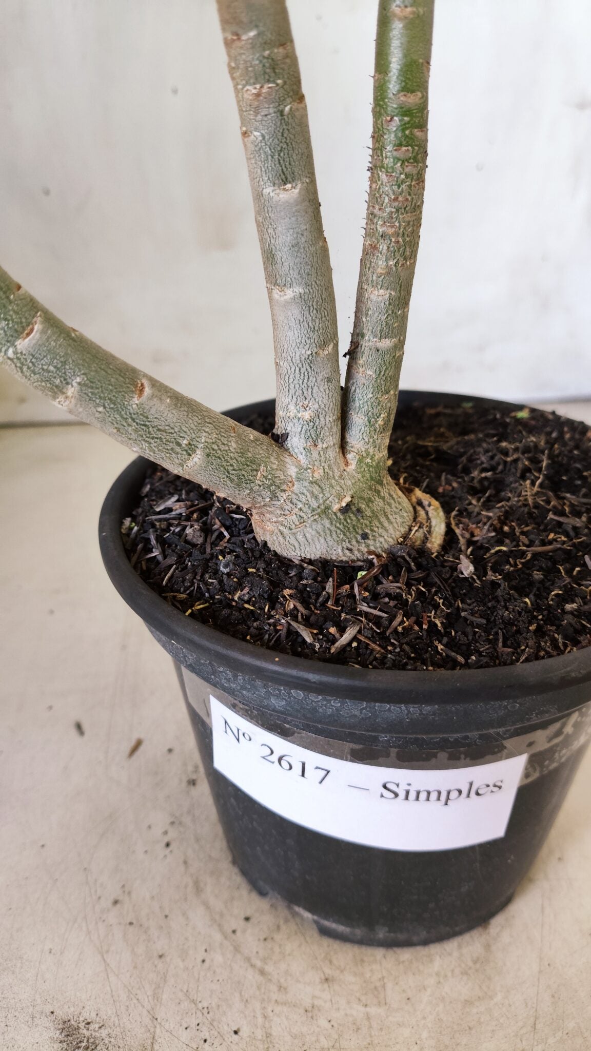 Planta Simples 2617 – 30cm – 02 anos
