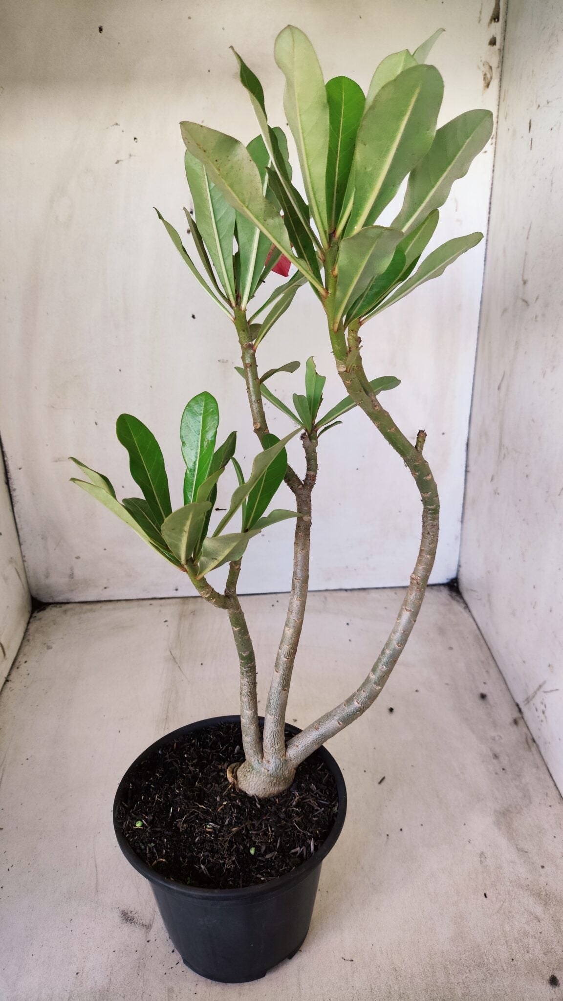 Planta Simples 2617 – 30cm – 02 anos