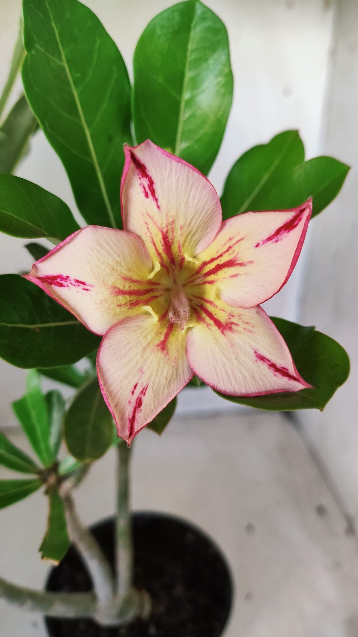 Planta Simples 2617 – 30cm – 02 anos