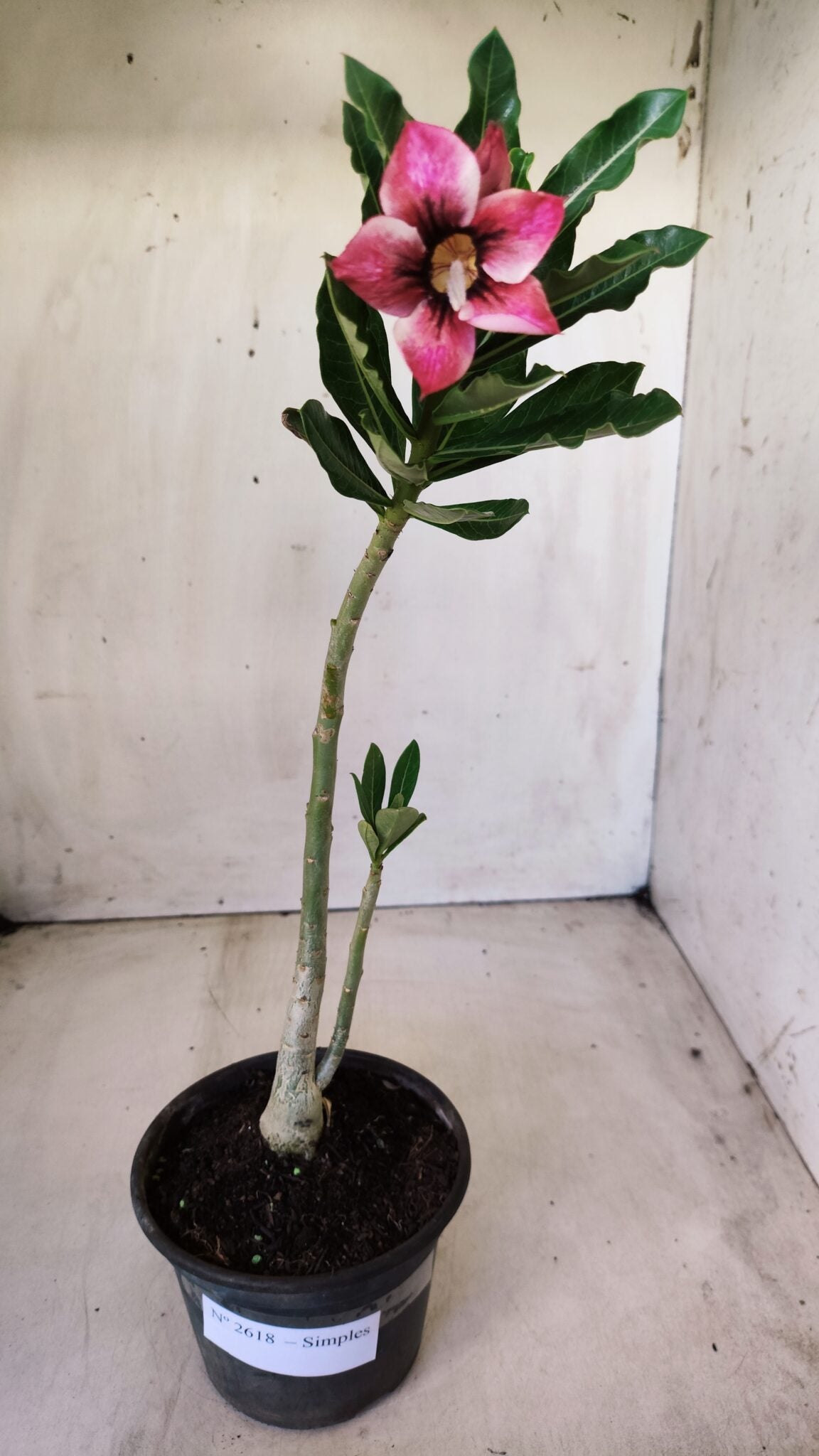 Planta Simples 2618 – 30cm – 02 anos