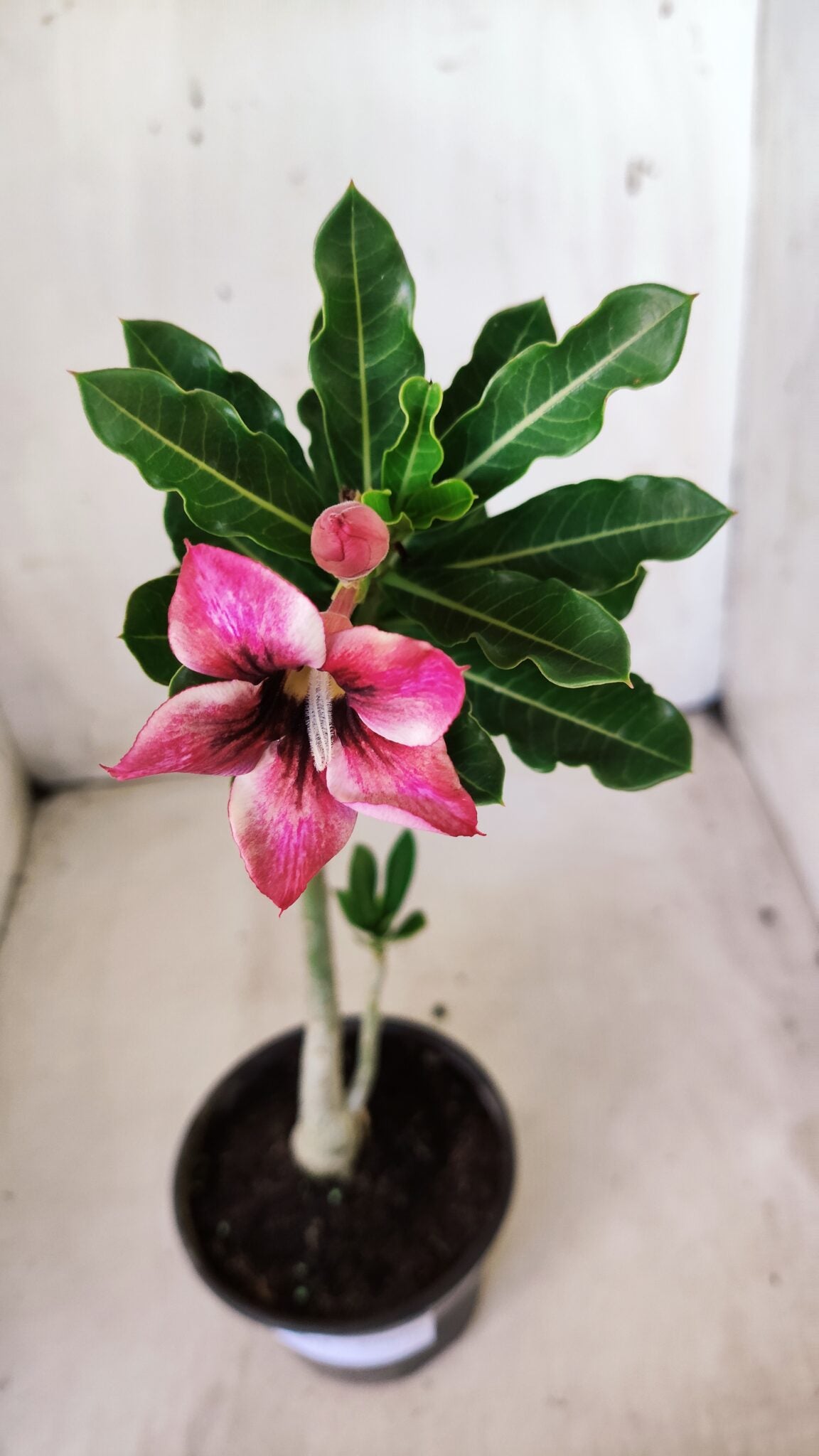 Planta Simples 2618 – 30cm – 02 anos