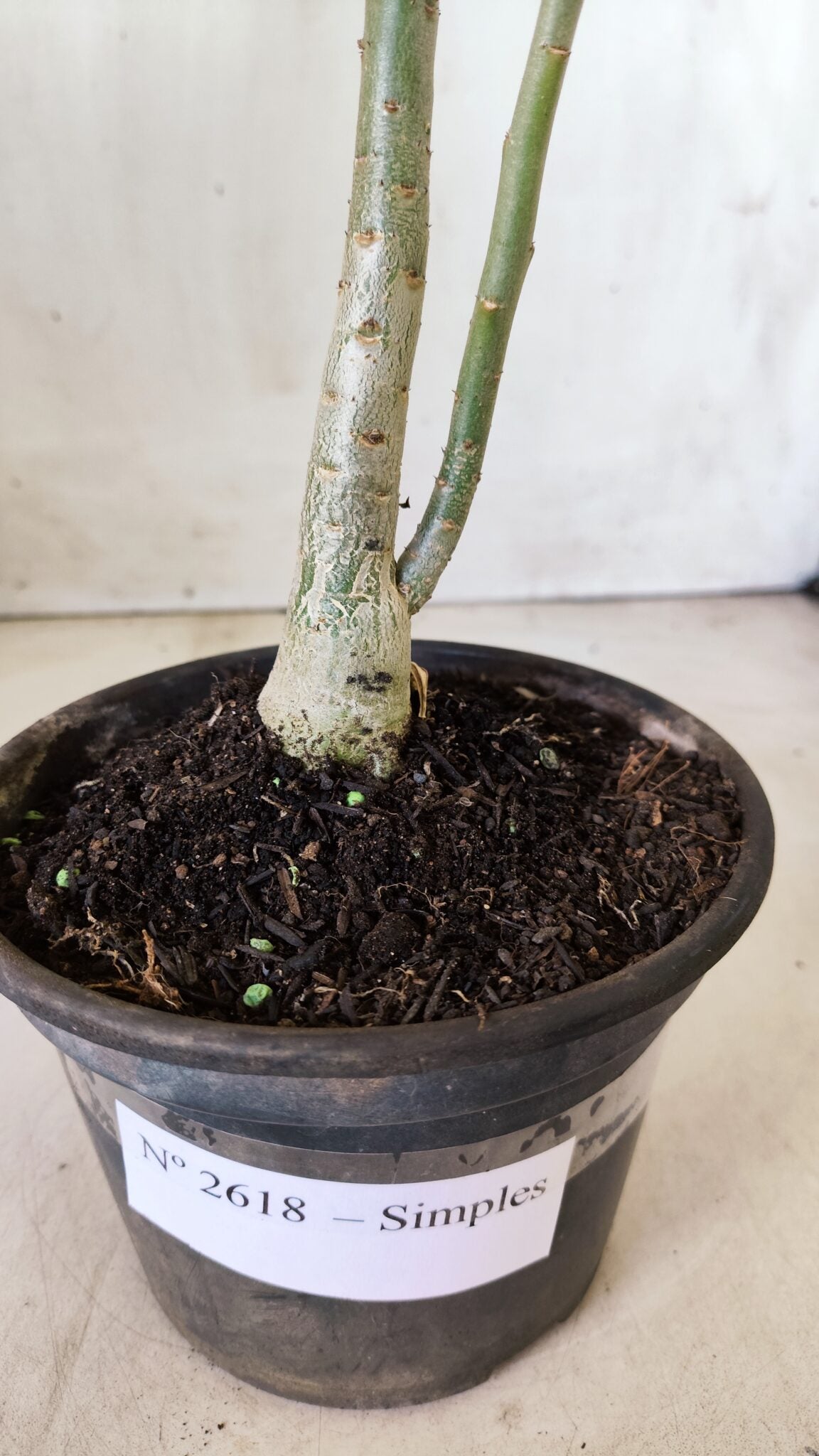 Planta Simples 2618 – 30cm – 02 anos