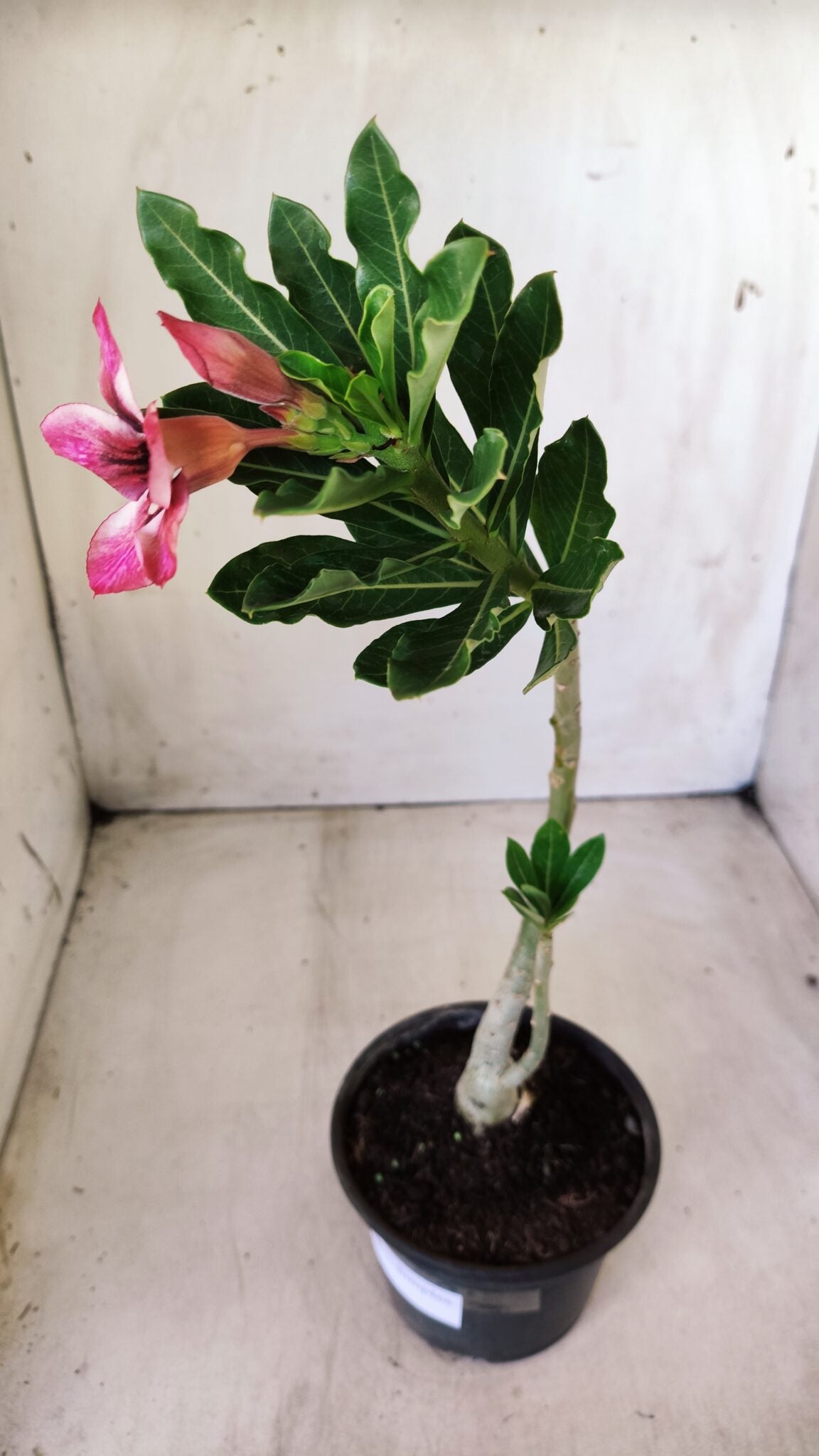 Planta Simples 2618 – 30cm – 02 anos