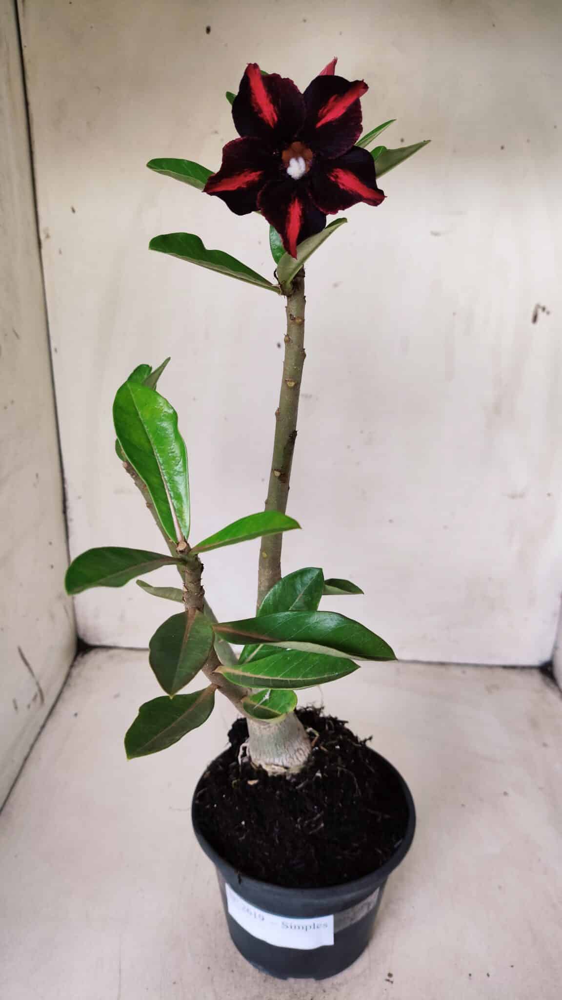 Planta Simples 2619 – 35cm – 03 anos