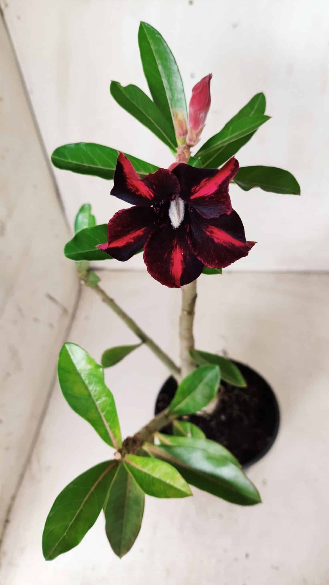 Planta Simples 2619 – 35cm – 03 anos