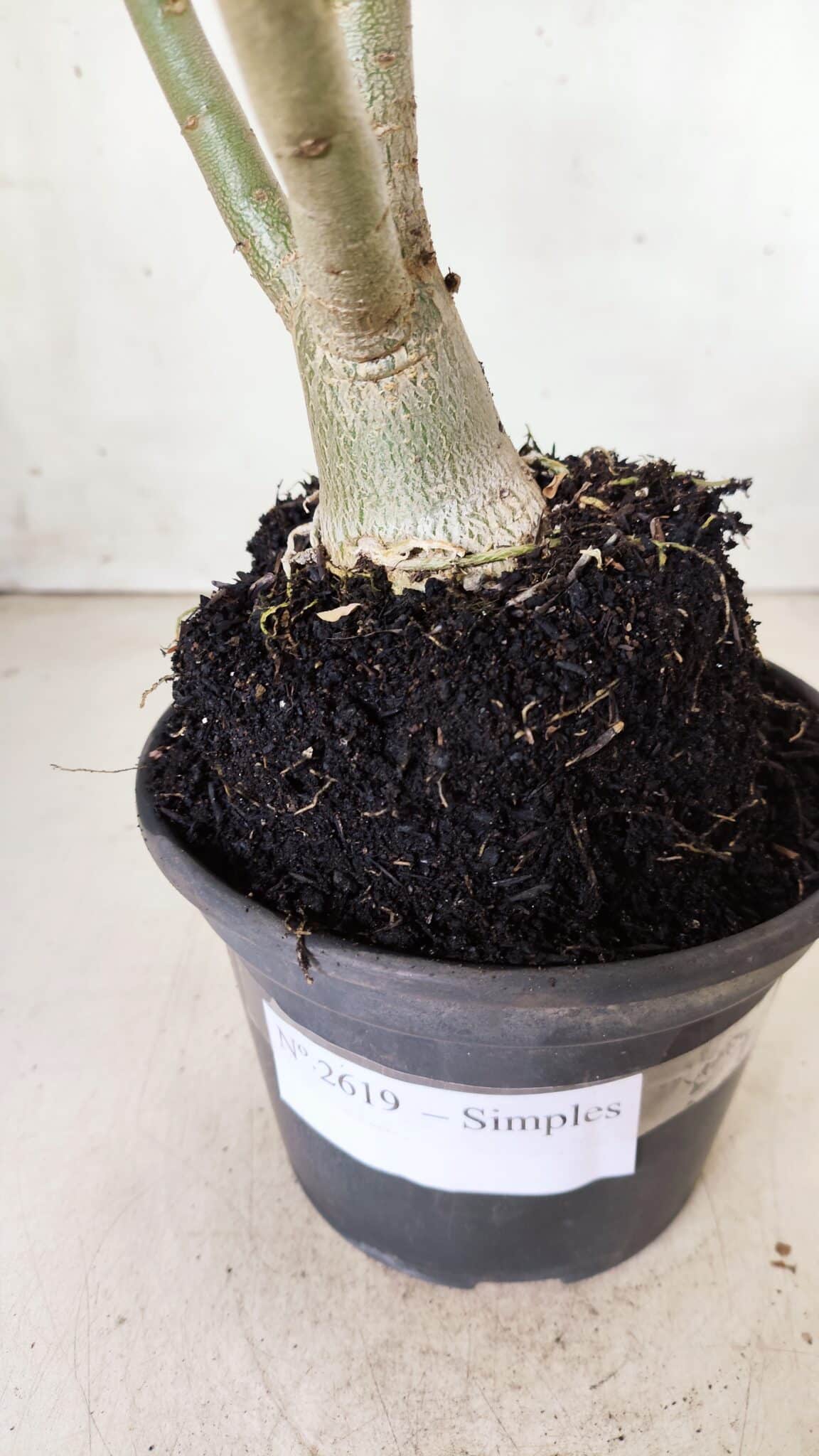 Planta Simples 2619 – 35cm – 03 anos