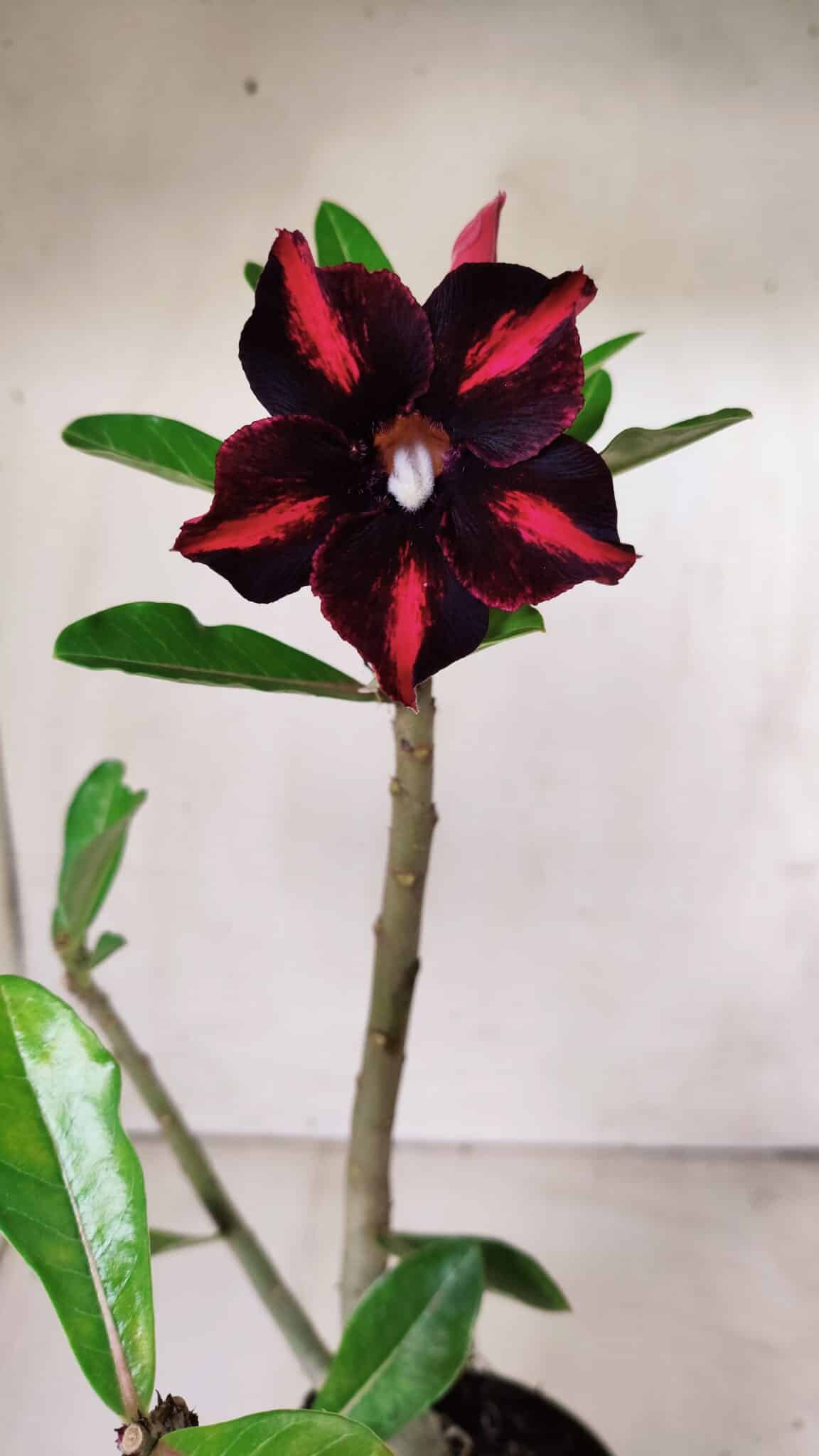 Planta Simples 2619 – 35cm – 03 anos