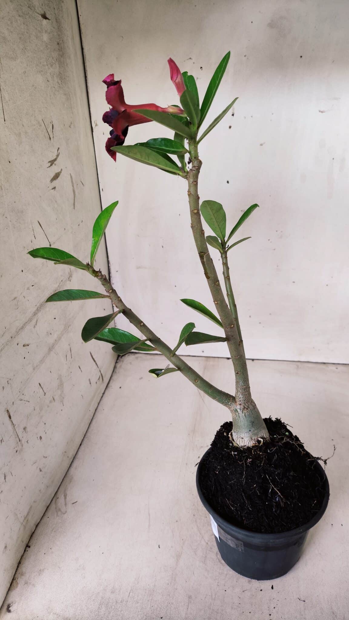 Planta Simples 2619 – 35cm – 03 anos