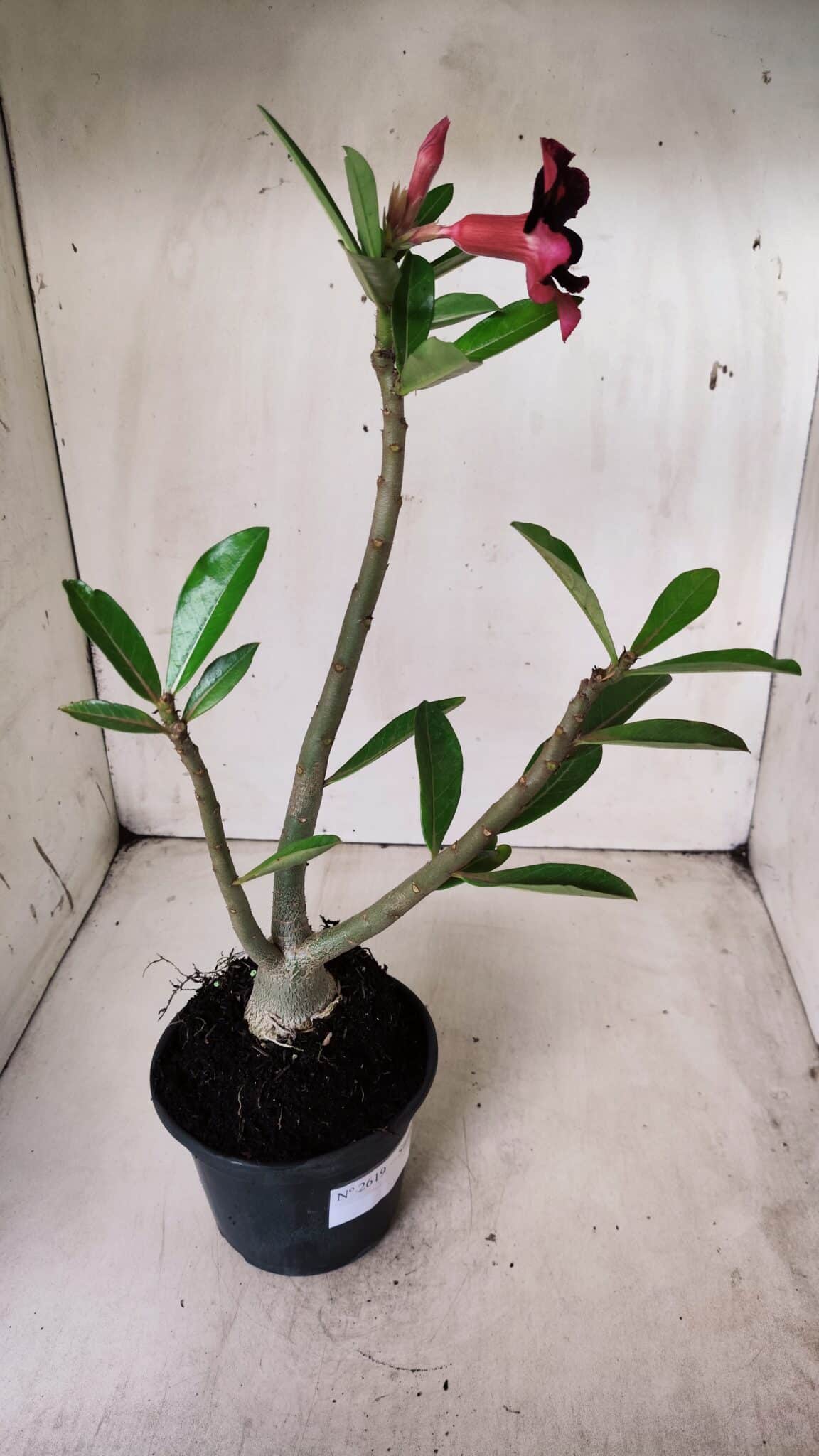Planta Simples 2619 – 35cm – 03 anos