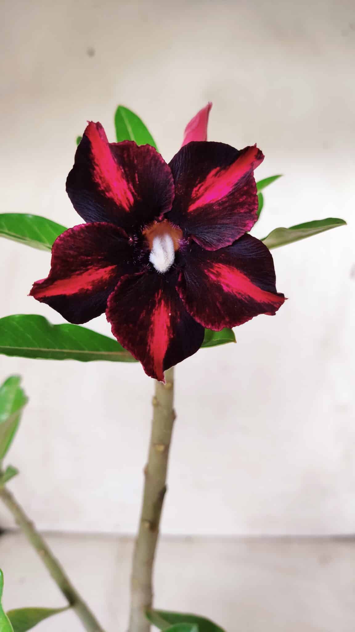 Planta Simples 2619 – 35cm – 03 anos