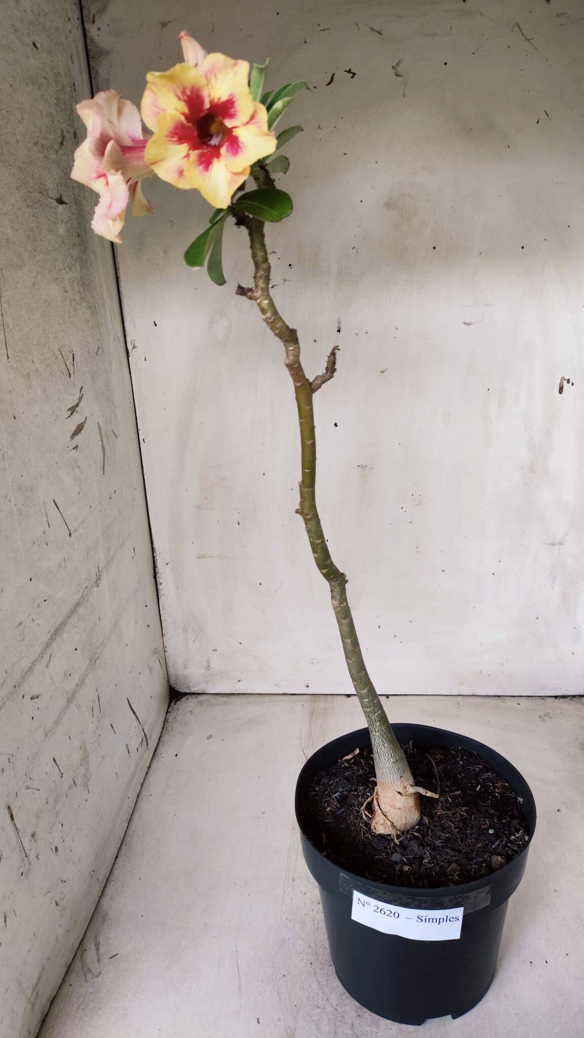 Planta Simples 2620 – 35cm – 03 anos