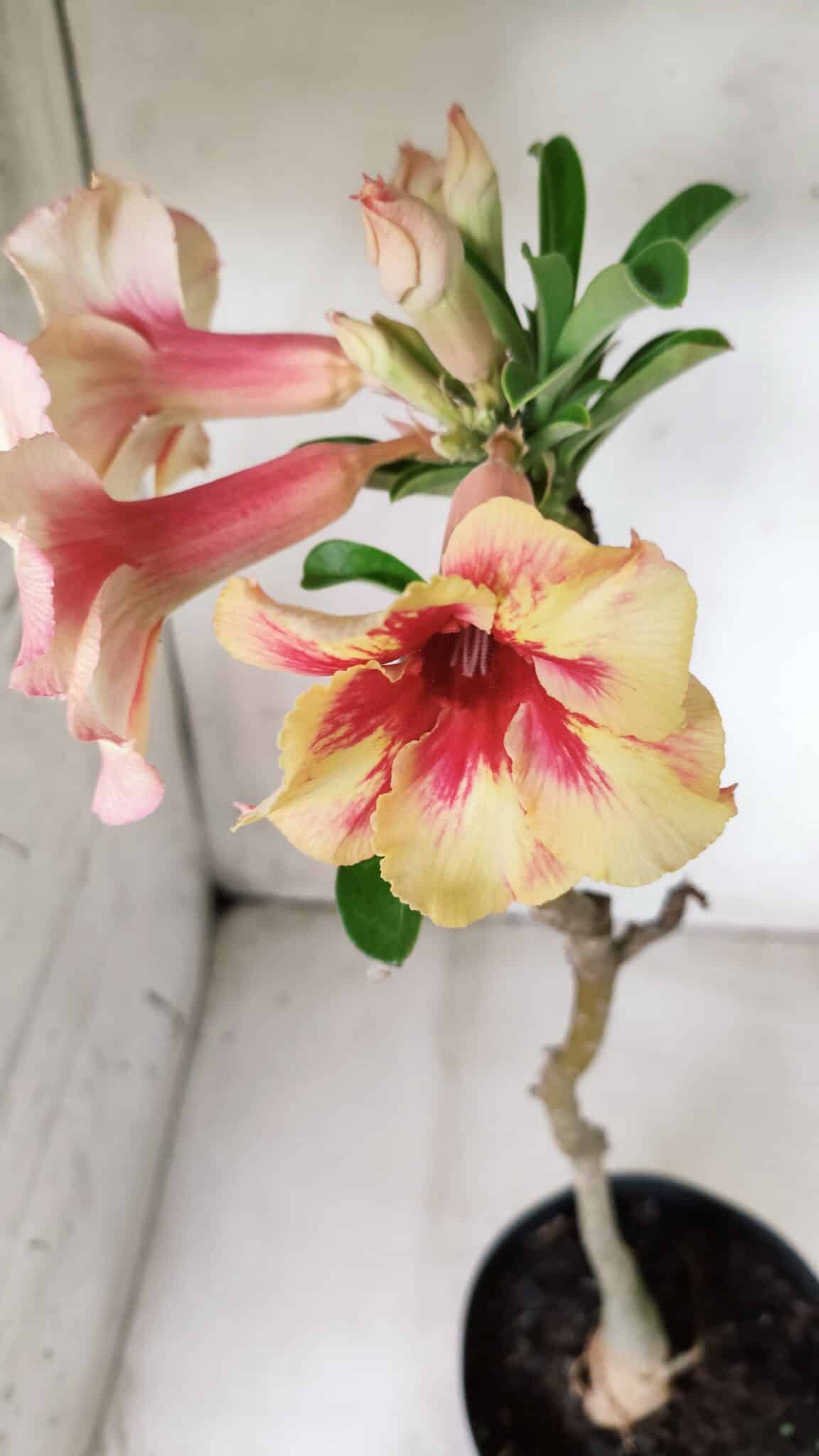 Planta Simples 2620 – 35cm – 03 anos