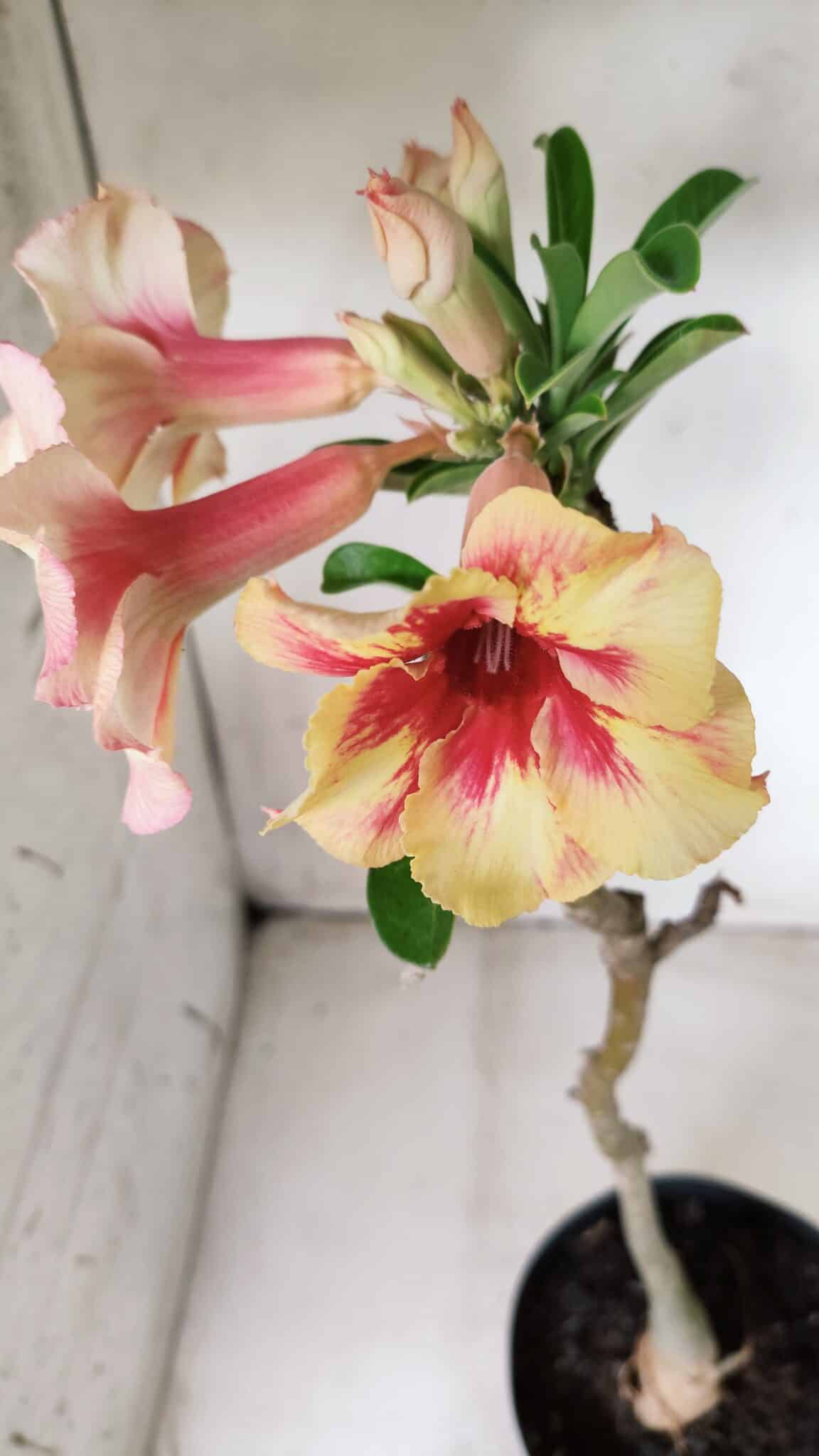 Planta Simples 2620 – 35cm – 03 anos