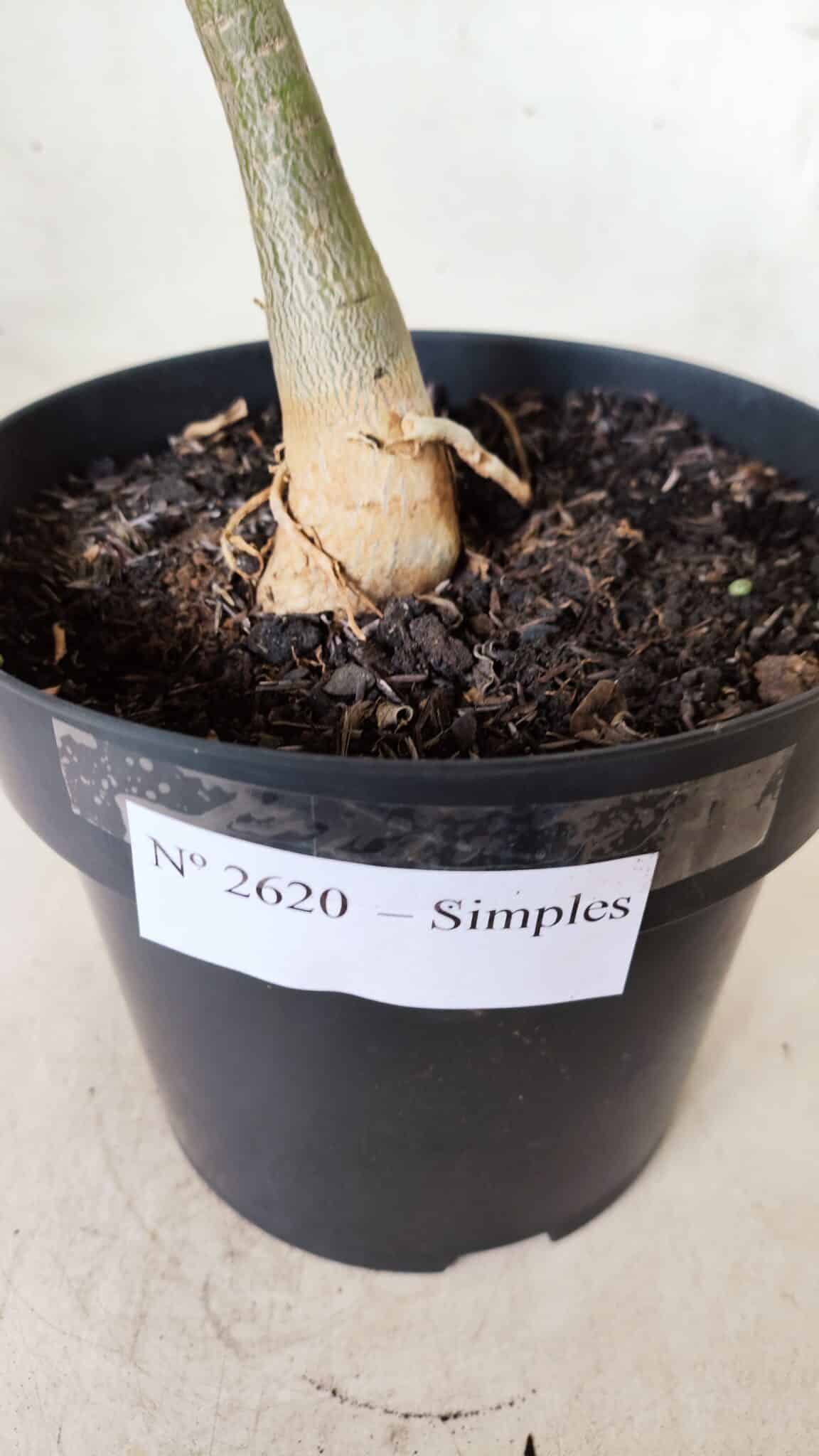 Planta Simples 2620 – 35cm – 03 anos