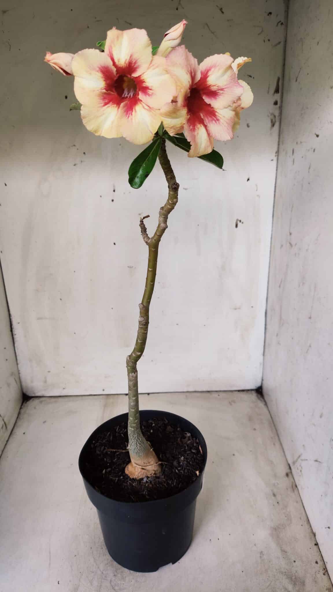 Planta Simples 2620 – 35cm – 03 anos