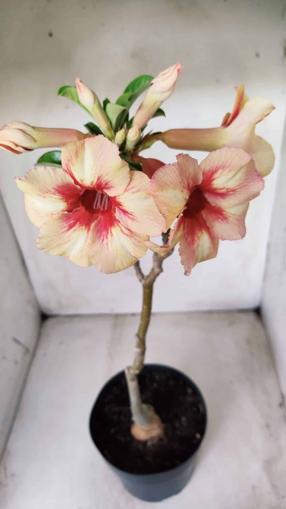 Planta Simples 2620 – 35cm – 03 anos
