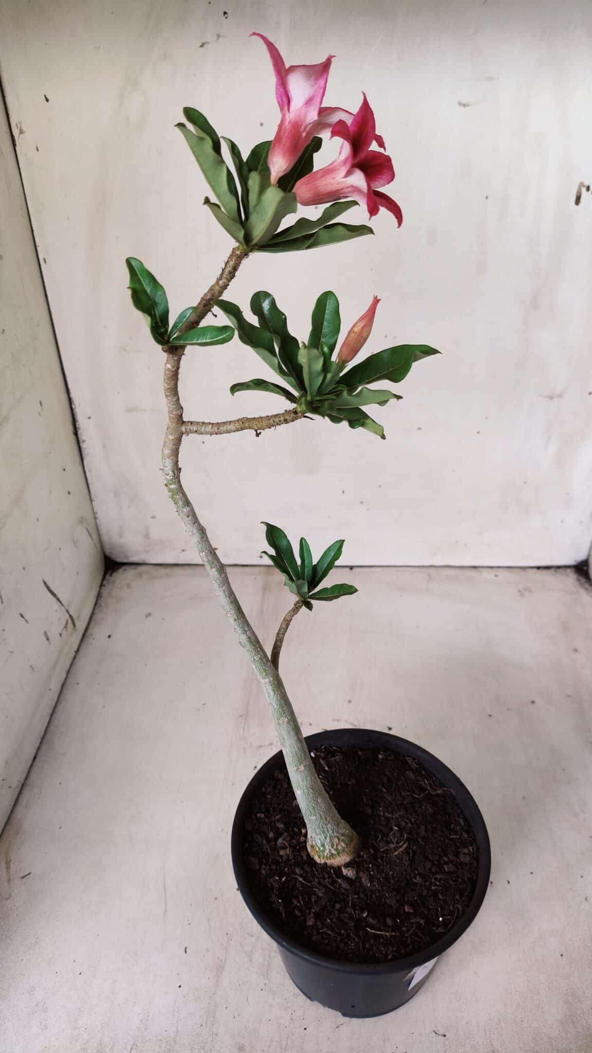 Planta Simples 2621 – 30cm – 02 anos