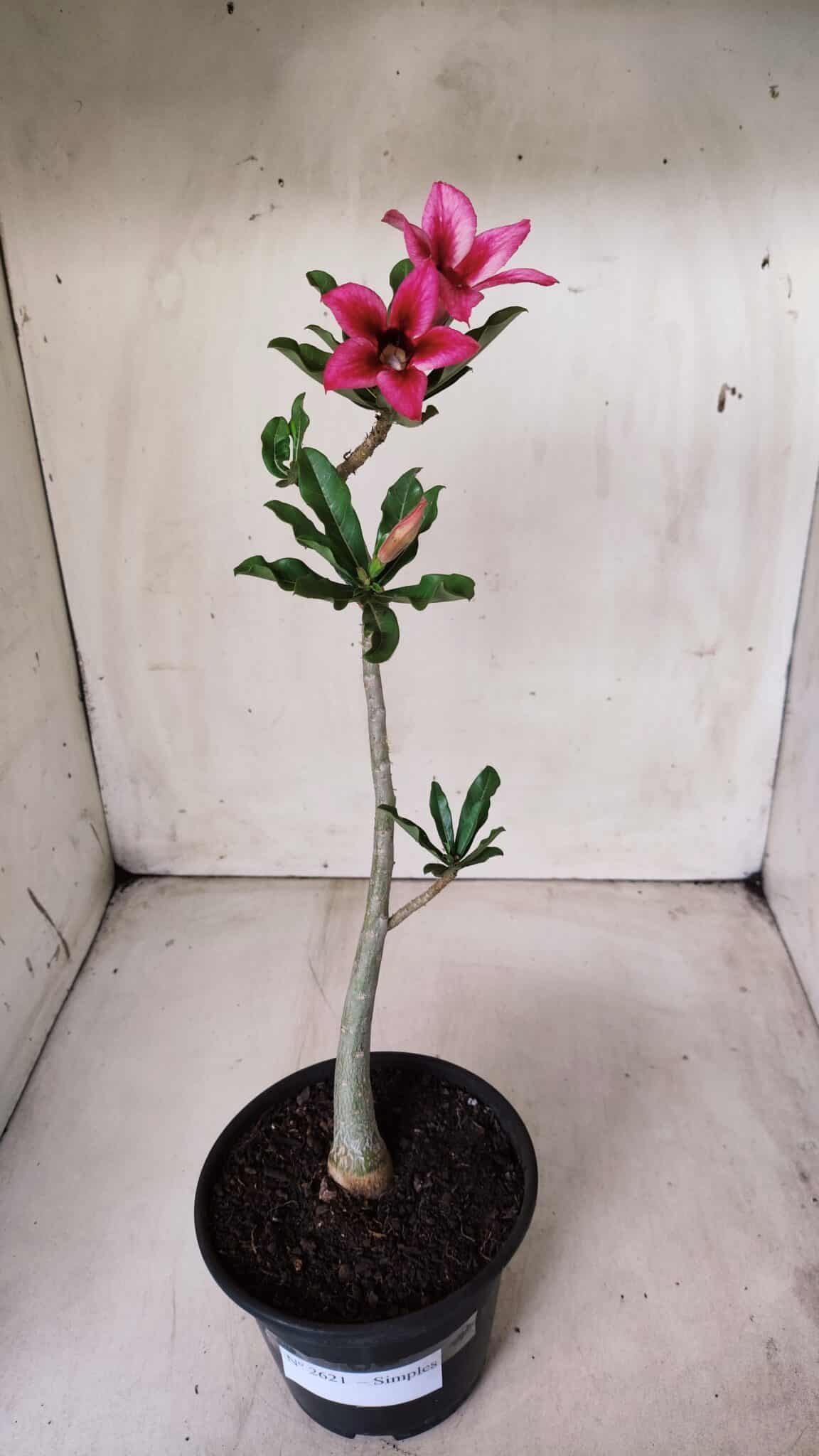 Planta Simples 2621 – 30cm – 02 anos