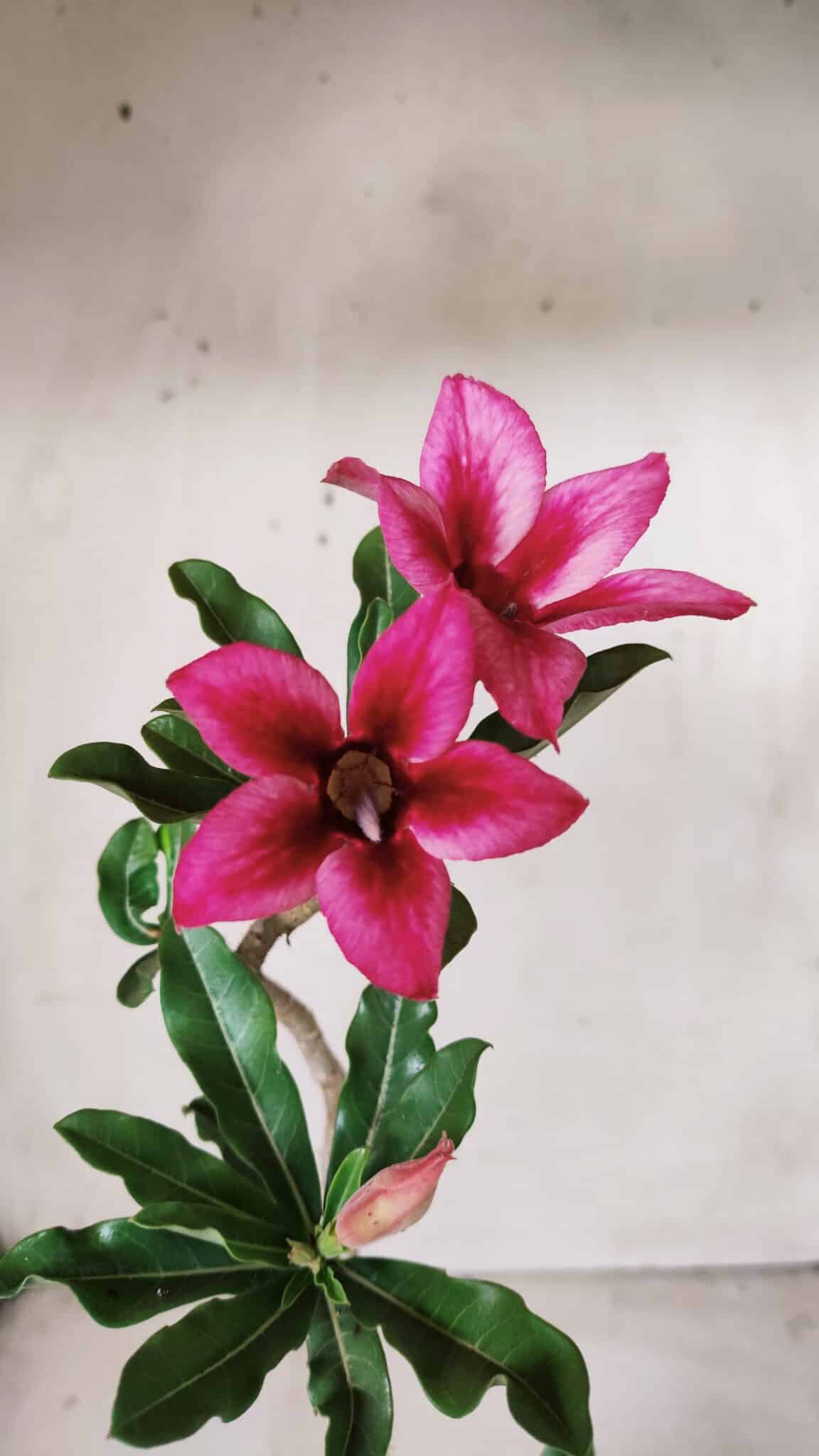 Planta Simples 2621 – 30cm – 02 anos