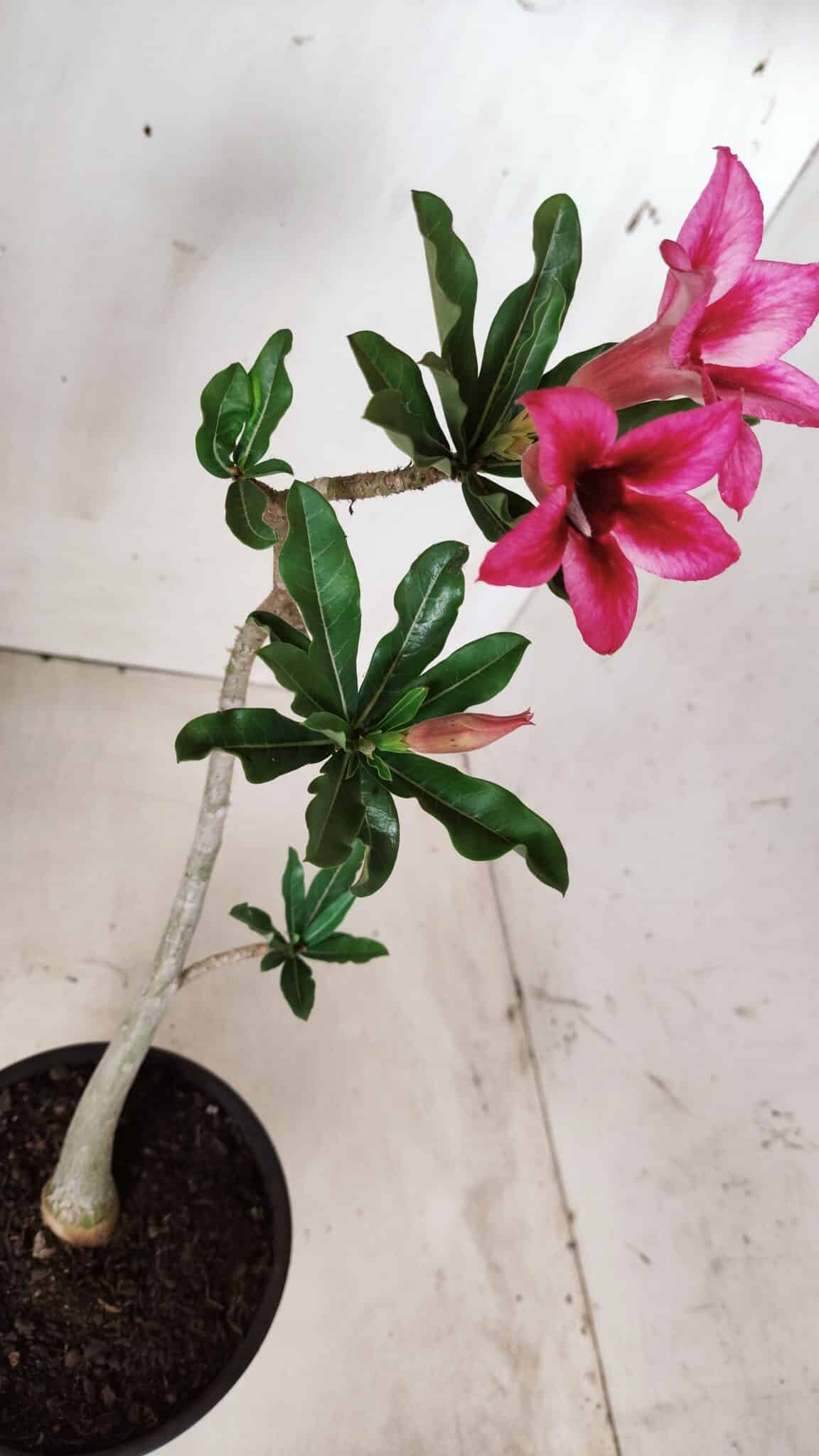 Planta Simples 2621 – 30cm – 02 anos