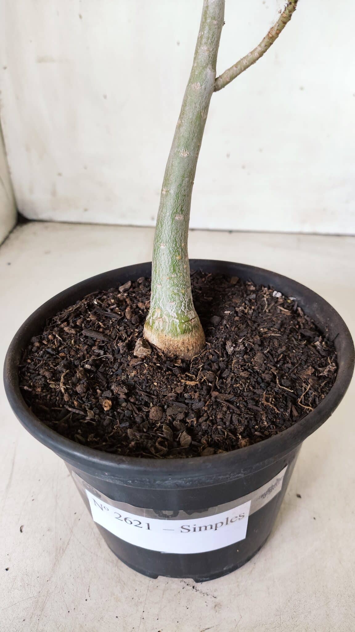 Planta Simples 2621 – 30cm – 02 anos