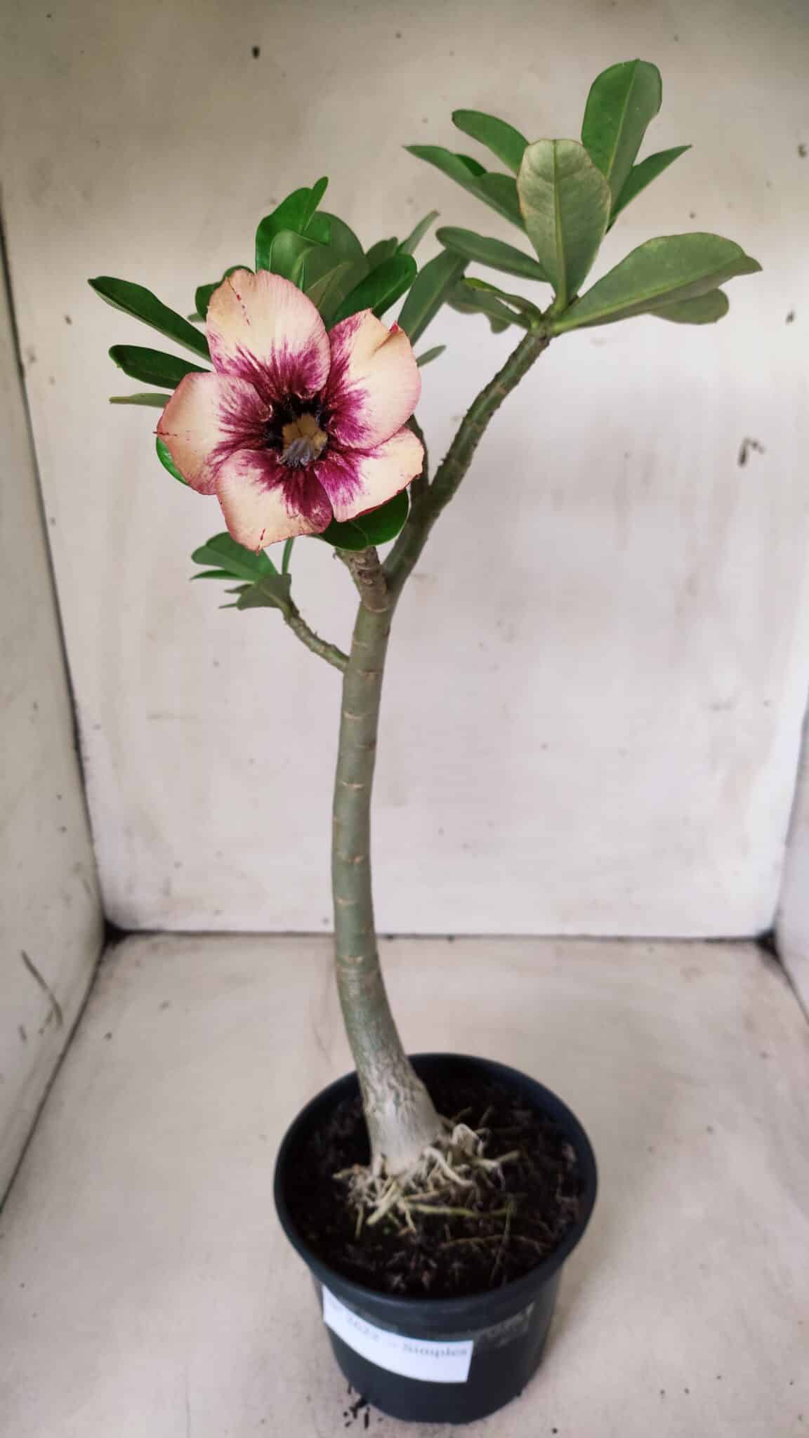 Planta Simples 2622 – 30cm – 02 anos