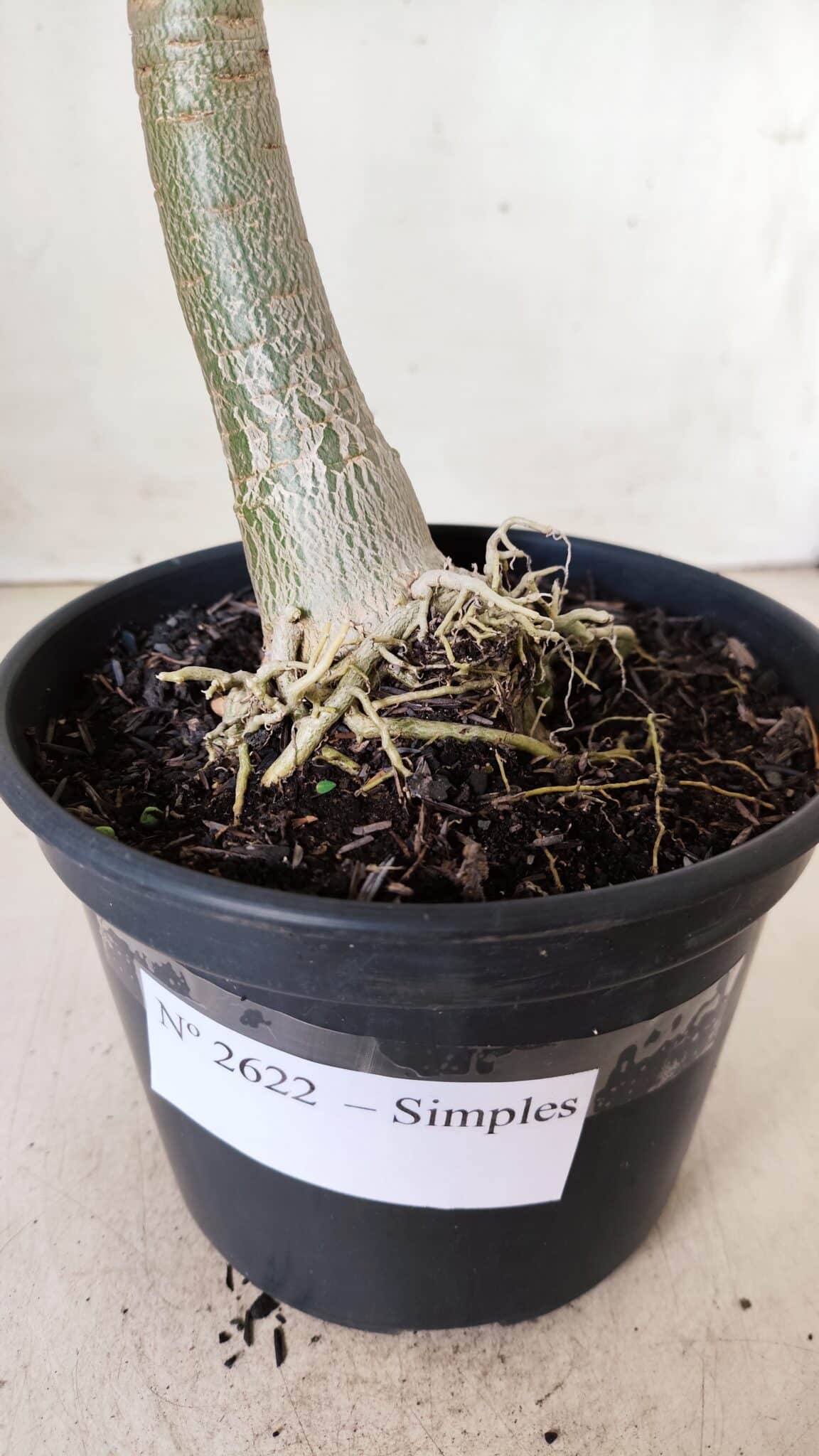 Planta Simples 2622 – 30cm – 02 anos