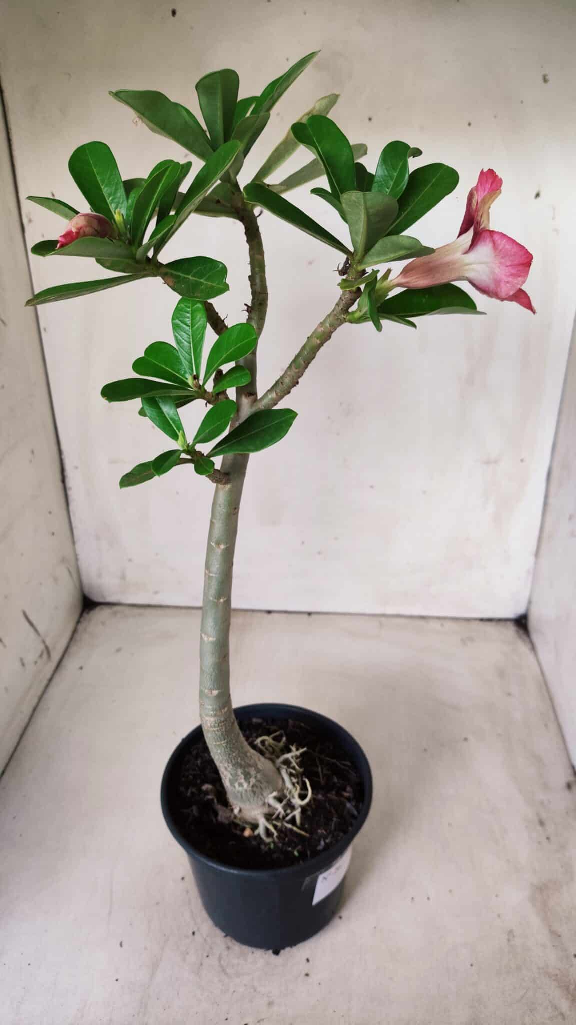 Planta Simples 2622 – 30cm – 02 anos
