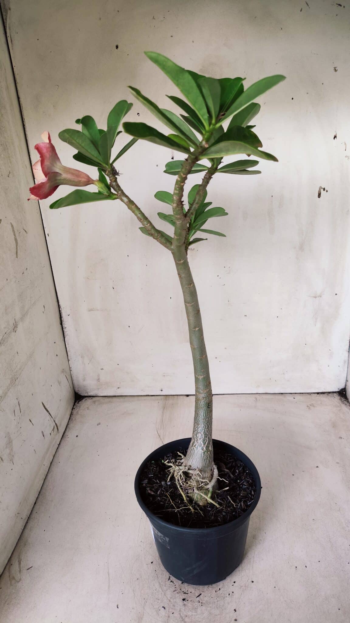 Planta Simples 2622 – 30cm – 02 anos