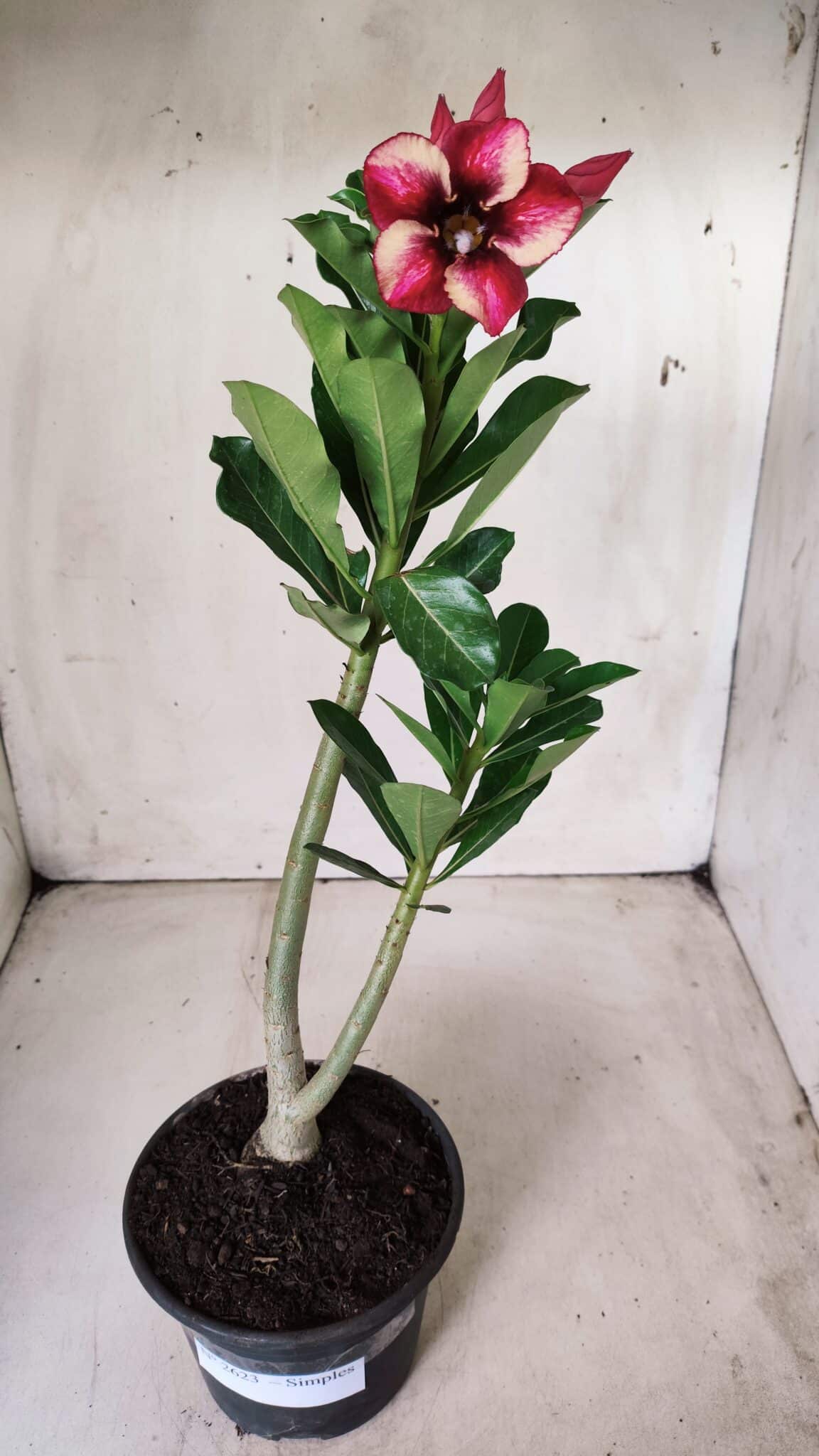 Planta Simples 2623 – 30cm – 02 anos