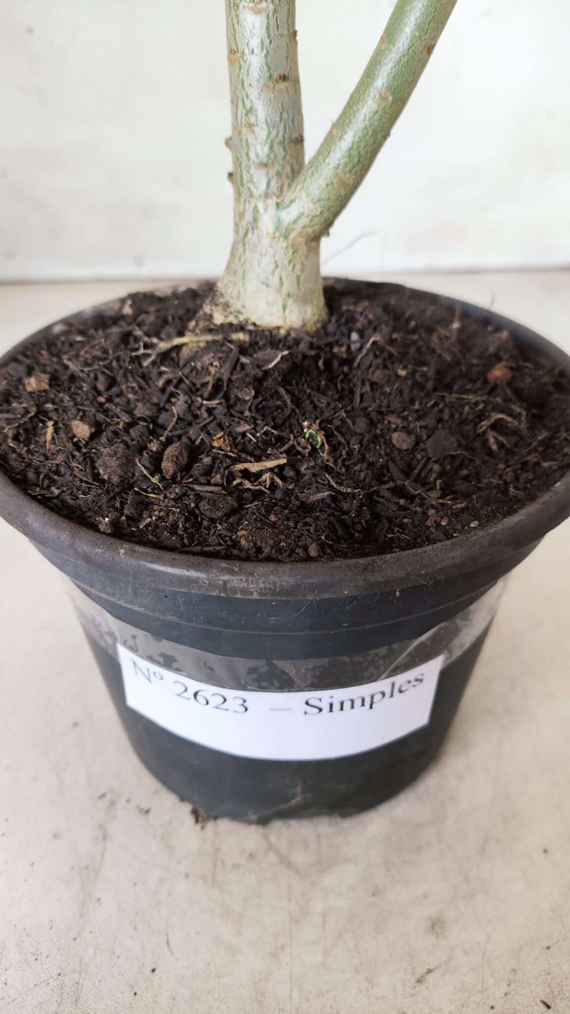 Planta Simples 2623 – 30cm – 02 anos