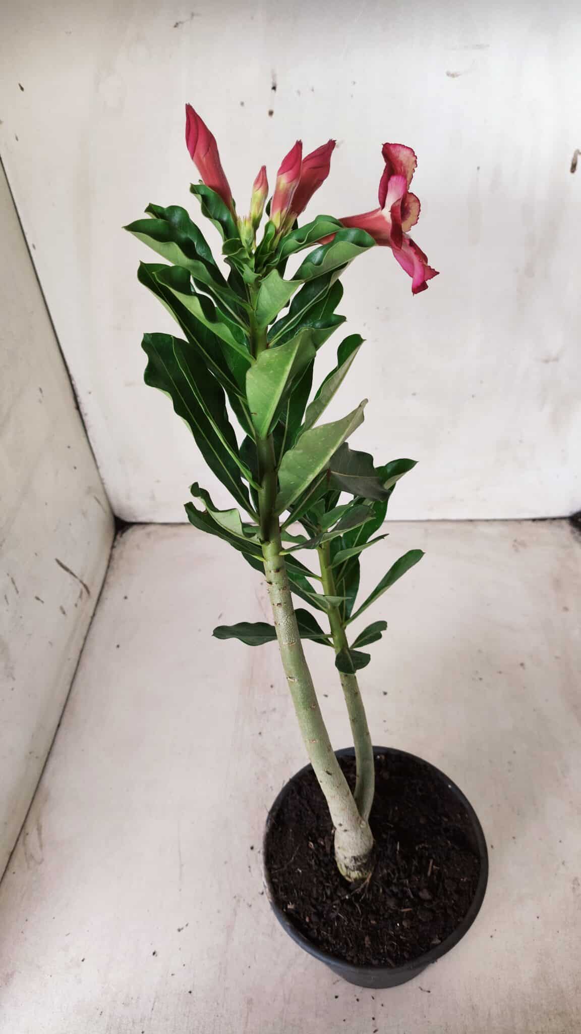 Planta Simples 2623 – 30cm – 02 anos