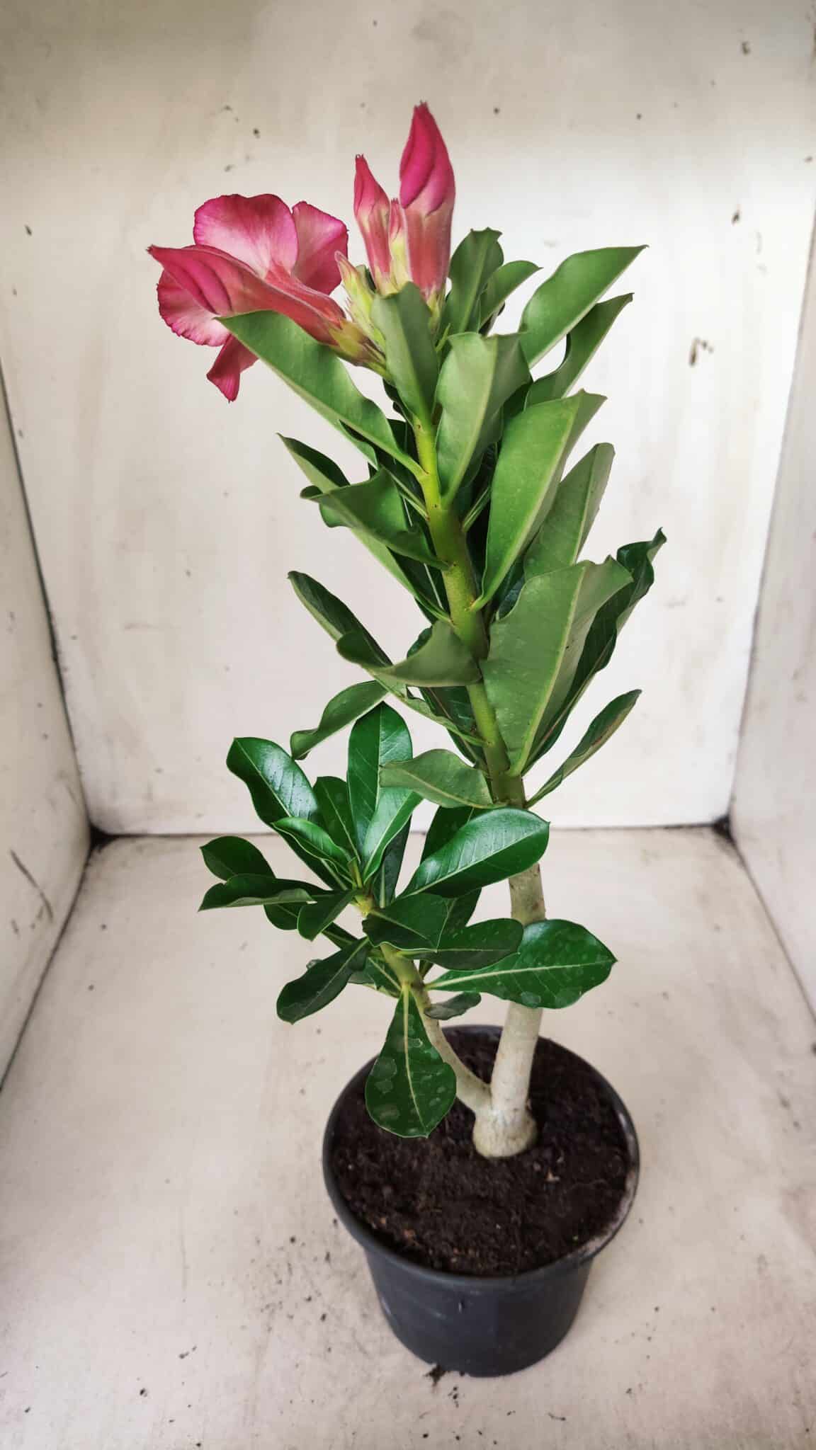 Planta Simples 2623 – 30cm – 02 anos