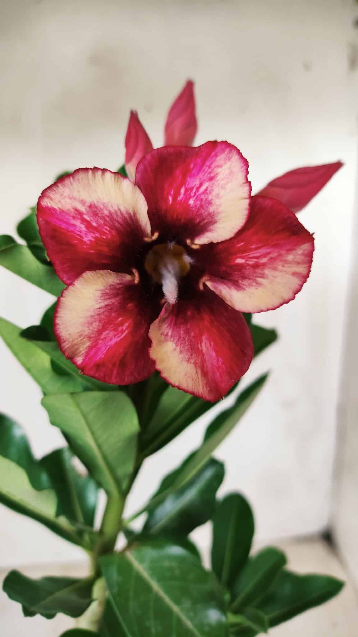 Planta Simples 2623 – 30cm – 02 anos