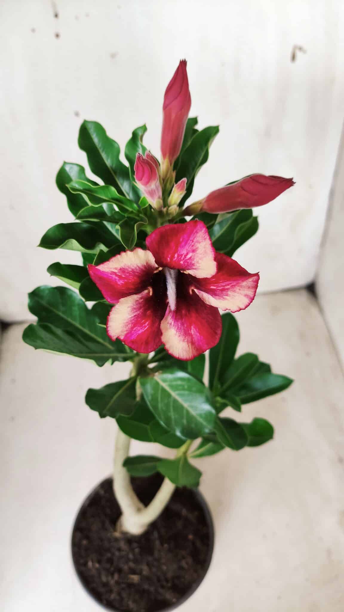 Planta Simples 2623 – 30cm – 02 anos