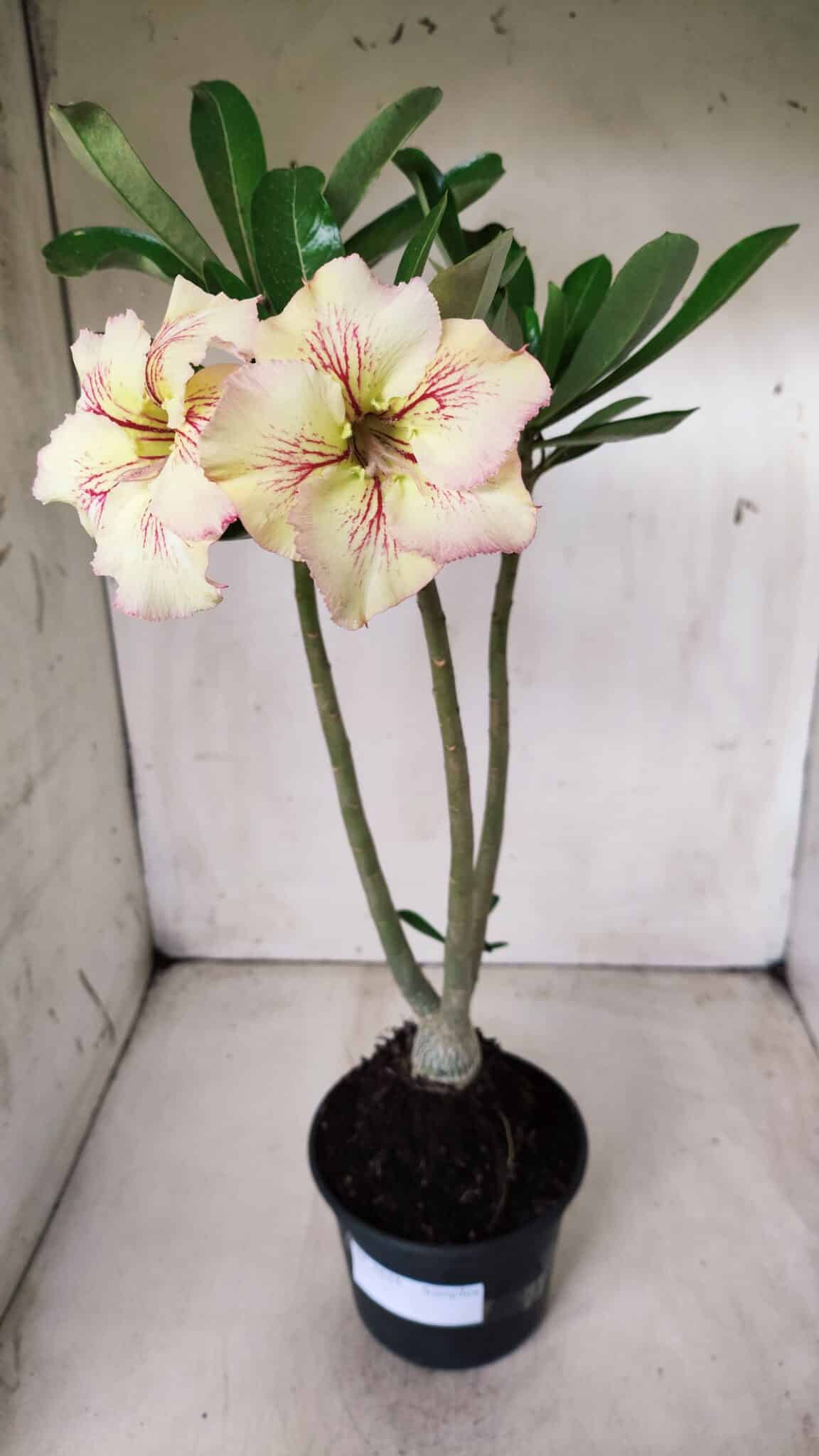 Planta Simples 2624 – 35cm – 03 anos
