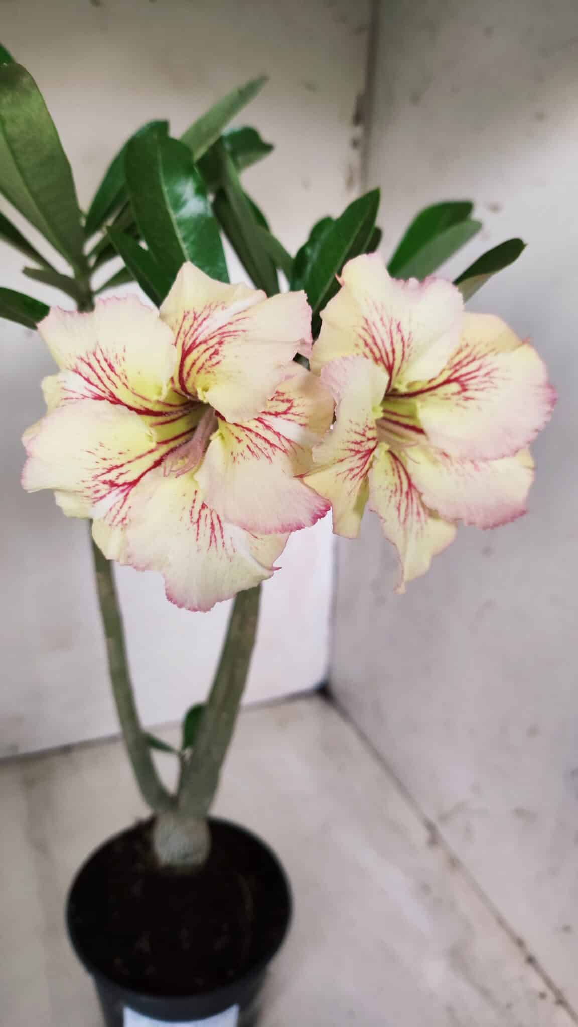 Planta Simples 2624 – 35cm – 03 anos