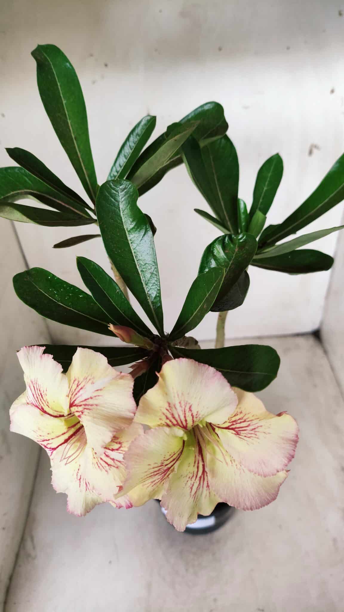 Planta Simples 2624 – 35cm – 03 anos