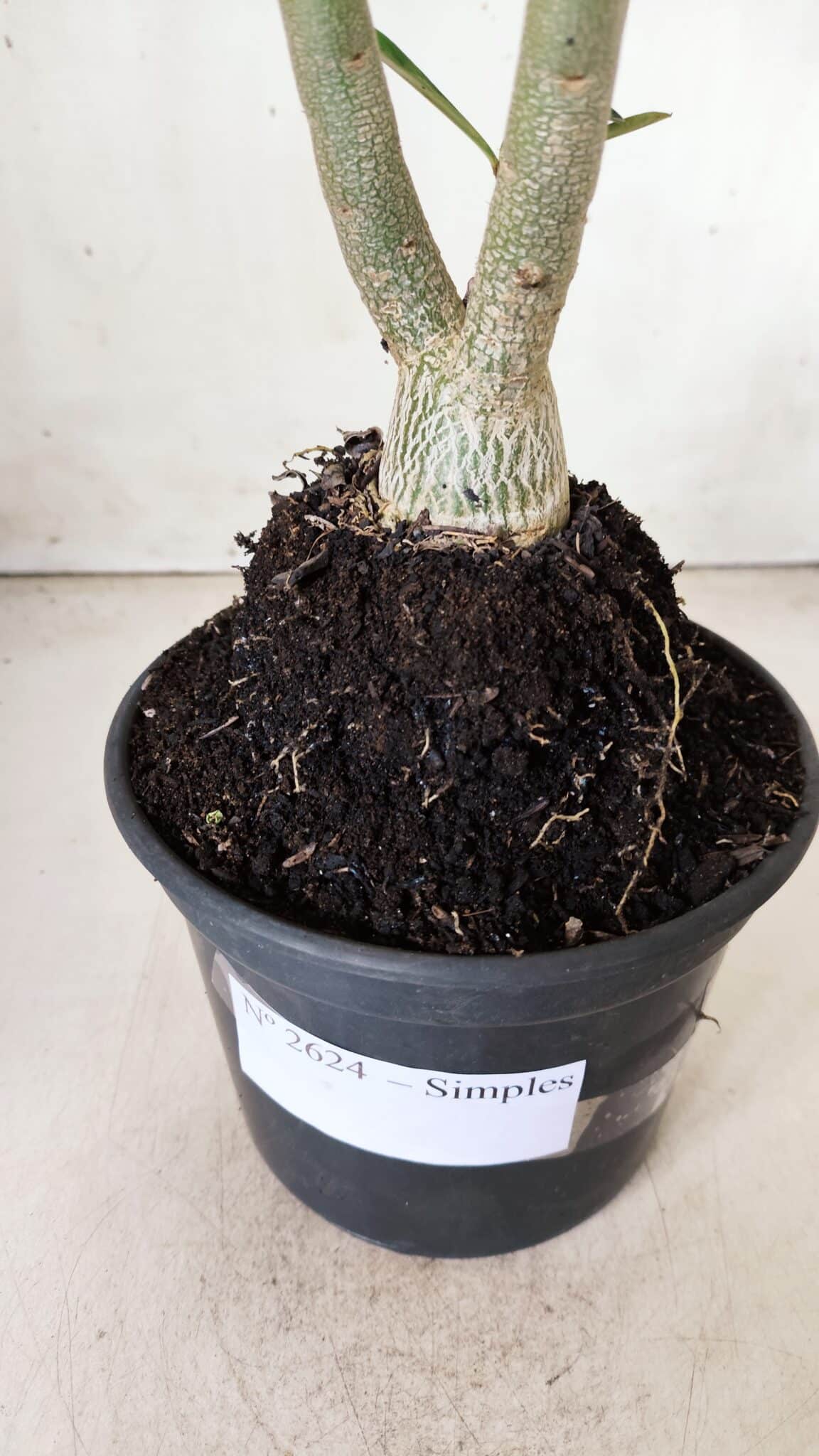 Planta Simples 2624 – 35cm – 03 anos
