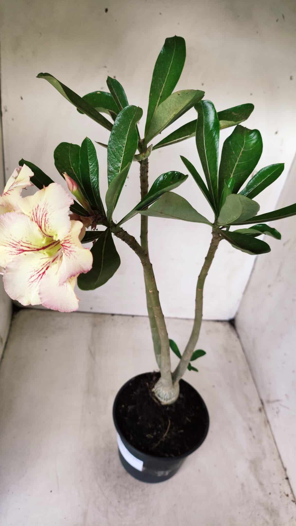 Planta Simples 2624 – 35cm – 03 anos