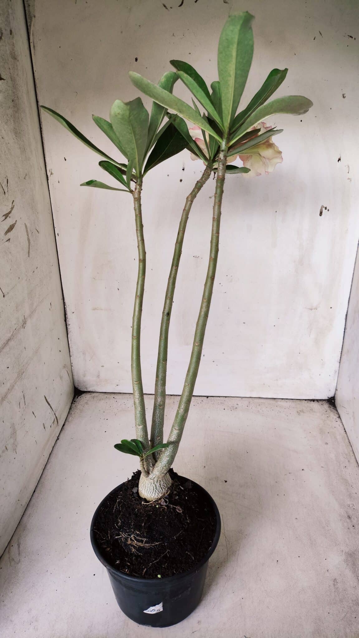 Planta Simples 2624 – 35cm – 03 anos
