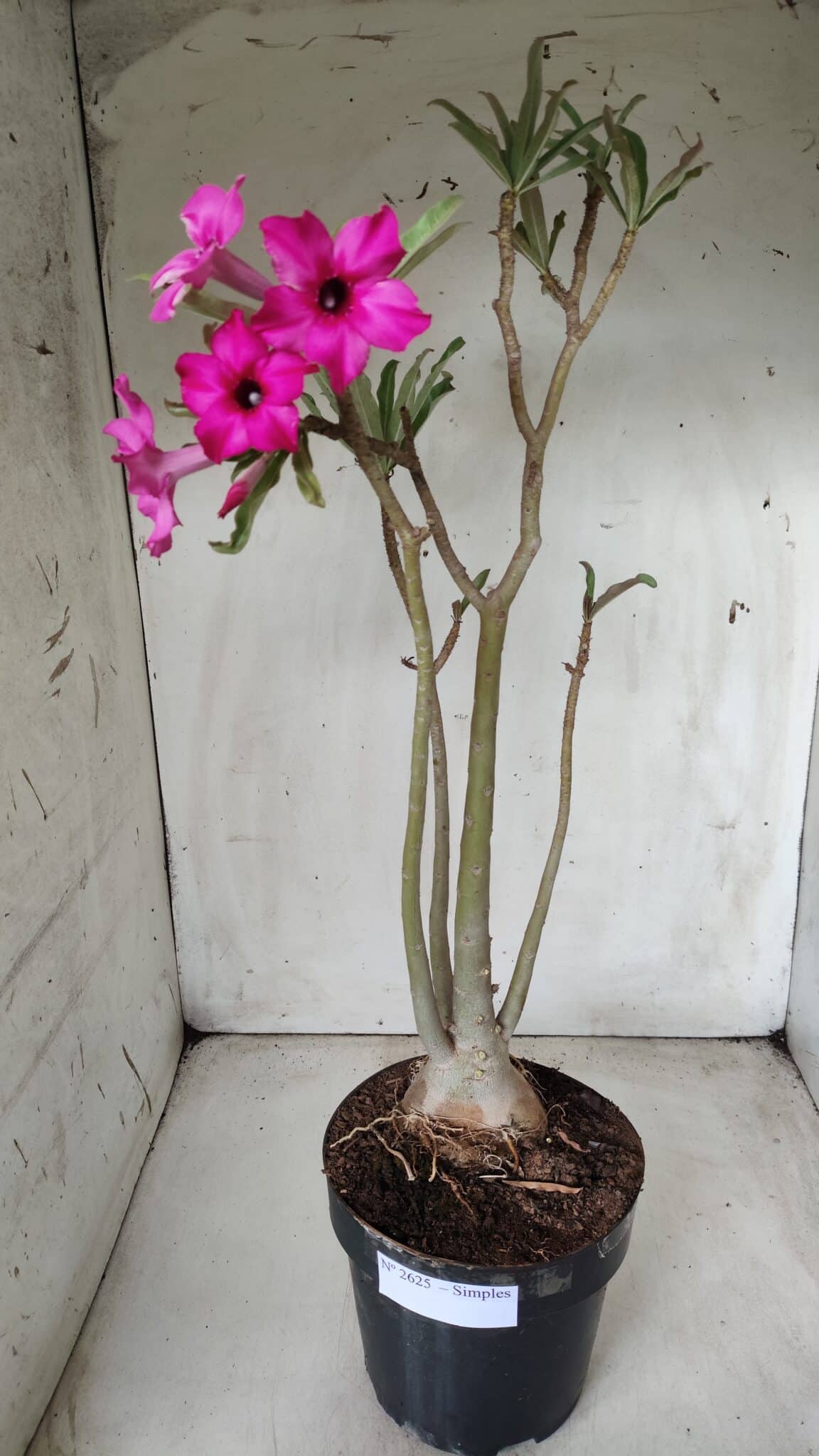 Planta Simples 2625 – 50cm – 04 anos
