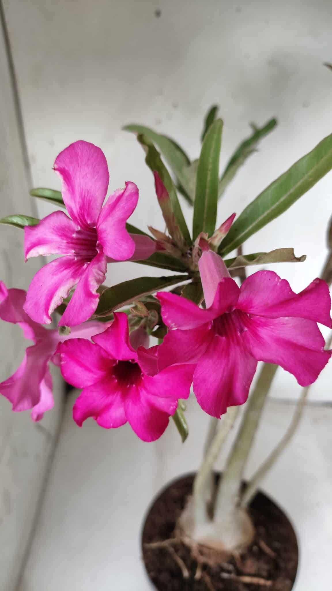 Planta Simples 2625 – 50cm – 04 anos