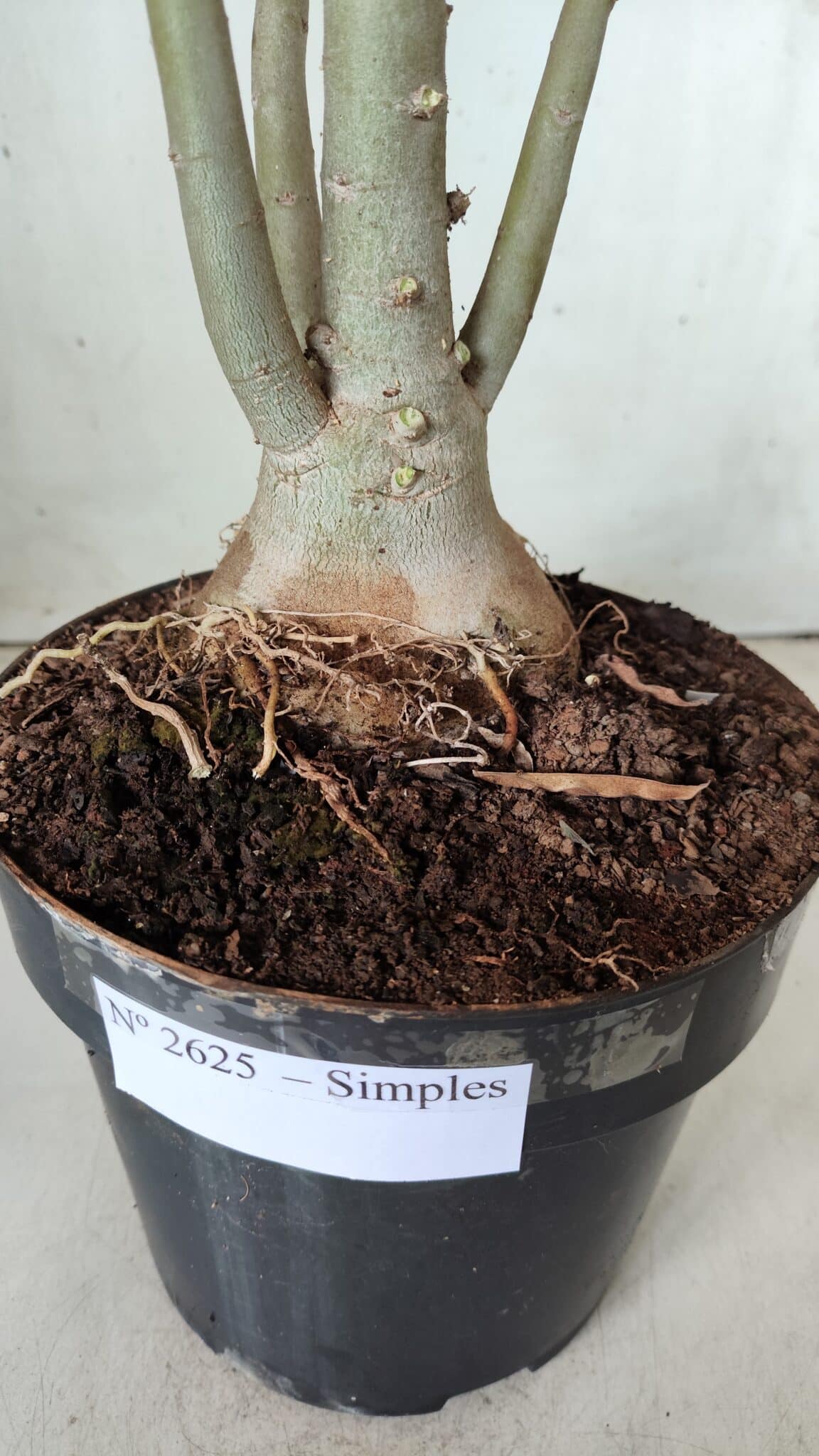 Planta Simples 2625 – 50cm – 04 anos