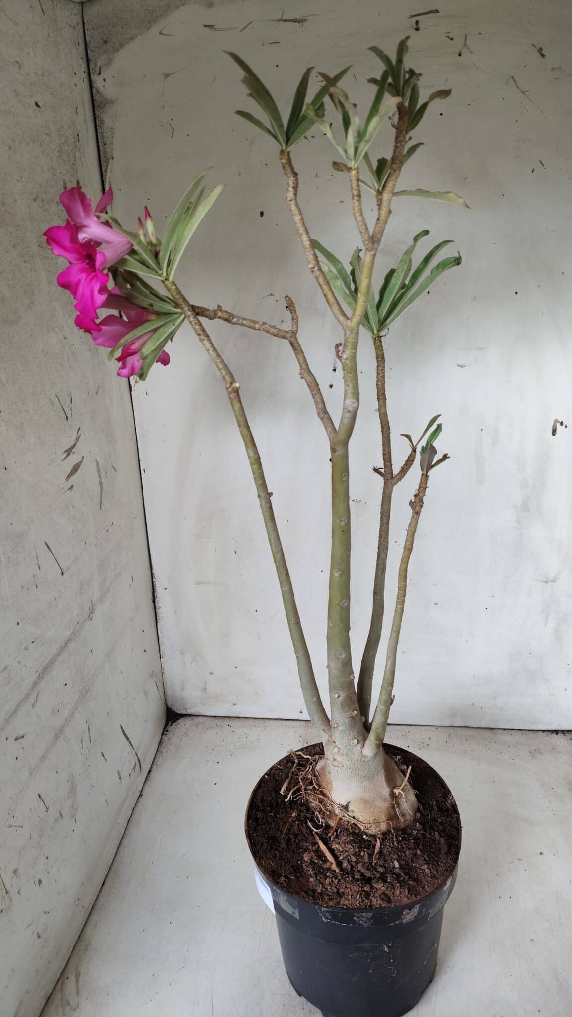 Planta Simples 2625 – 50cm – 04 anos