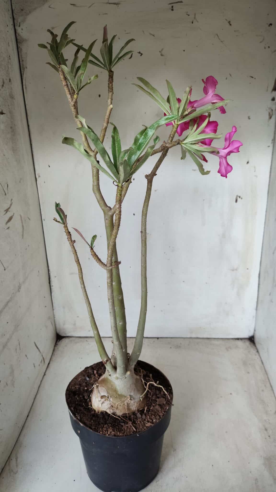 Planta Simples 2625 – 50cm – 04 anos
