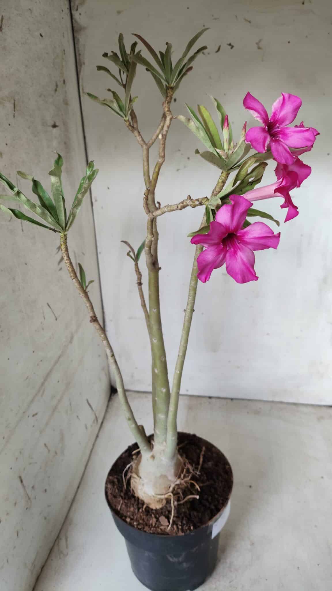 Planta Simples 2625 – 50cm – 04 anos