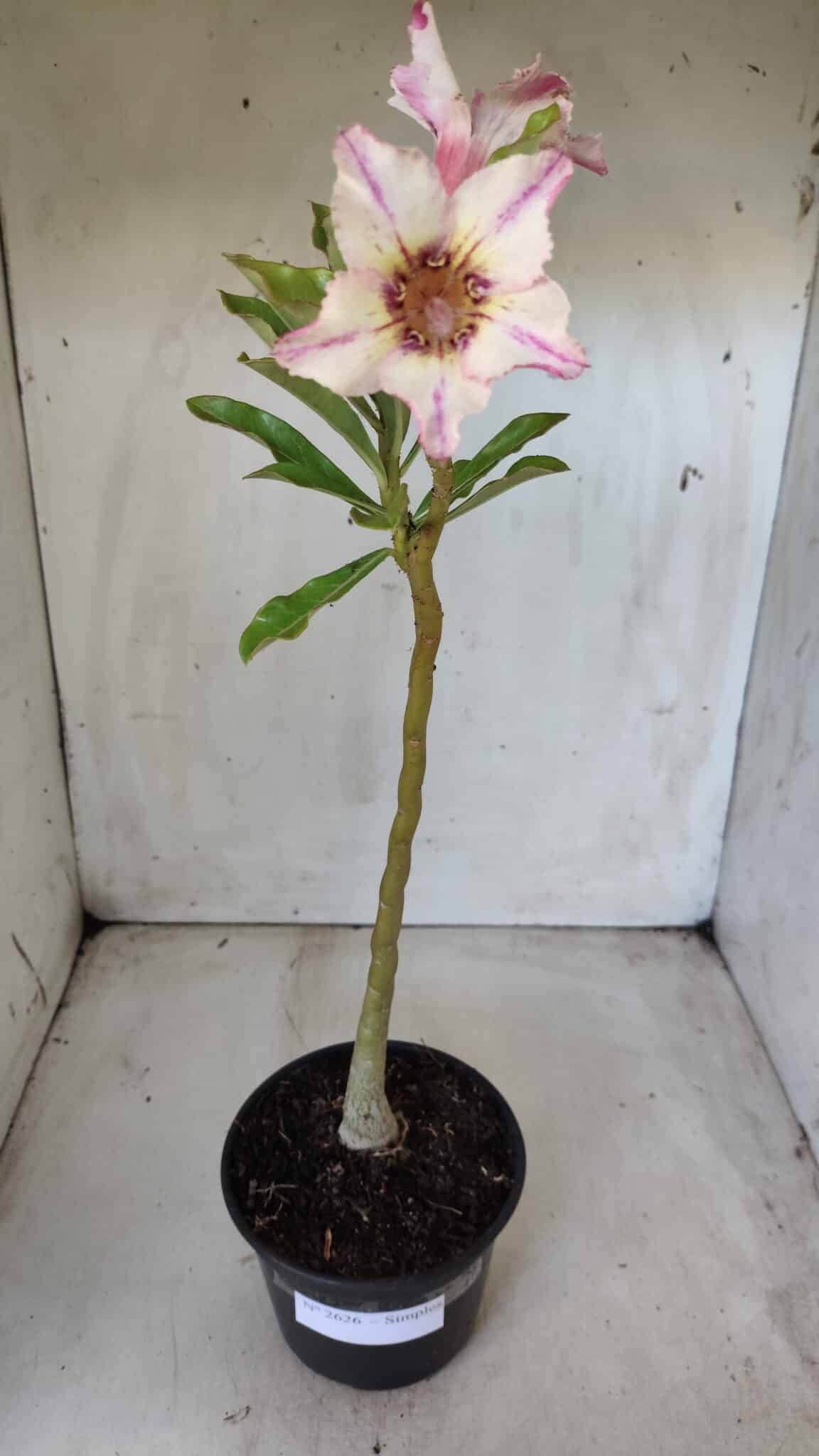 Planta Simples 2626 – 30cm – 02 anos