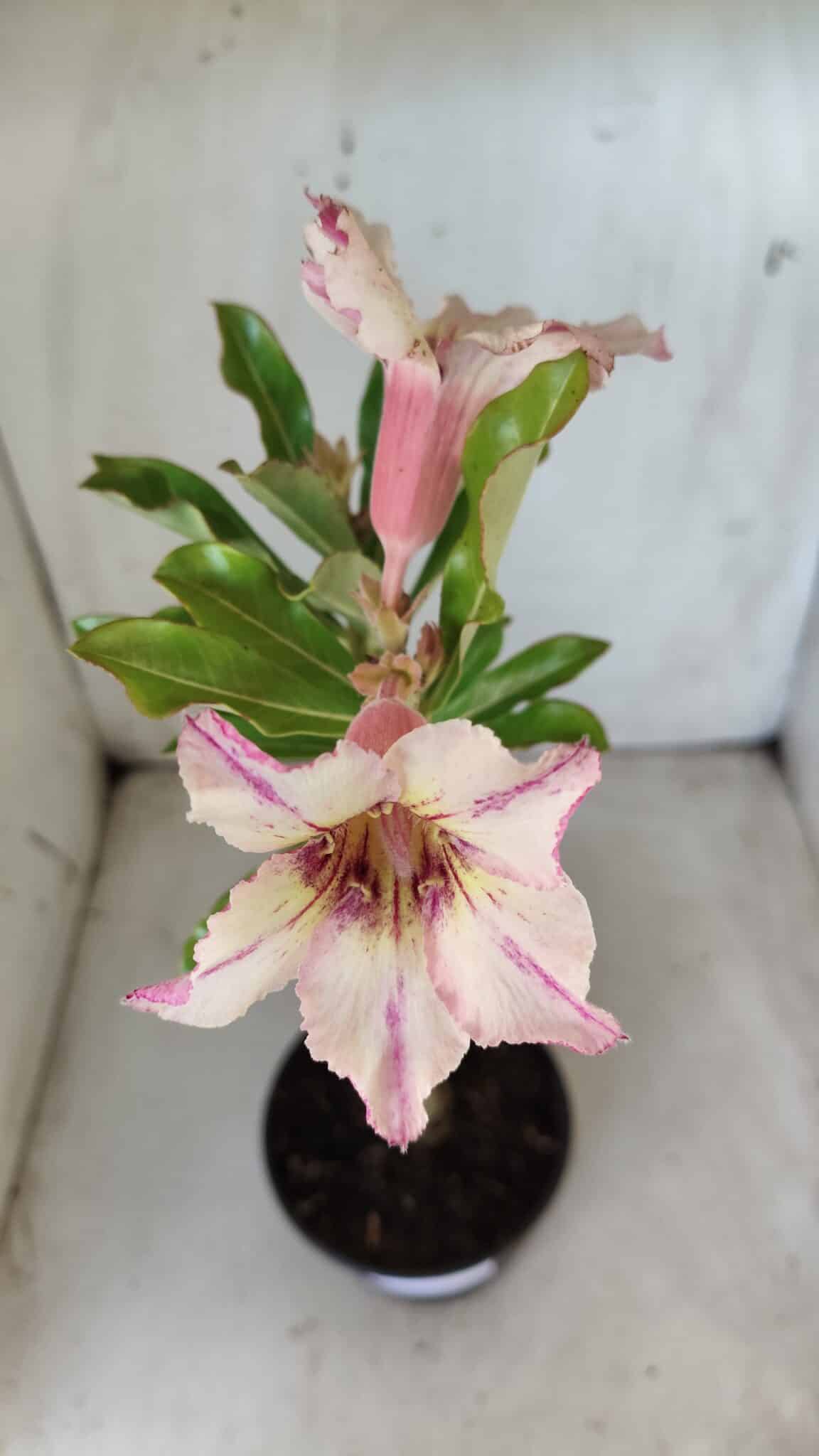 Planta Simples 2626 – 30cm – 02 anos