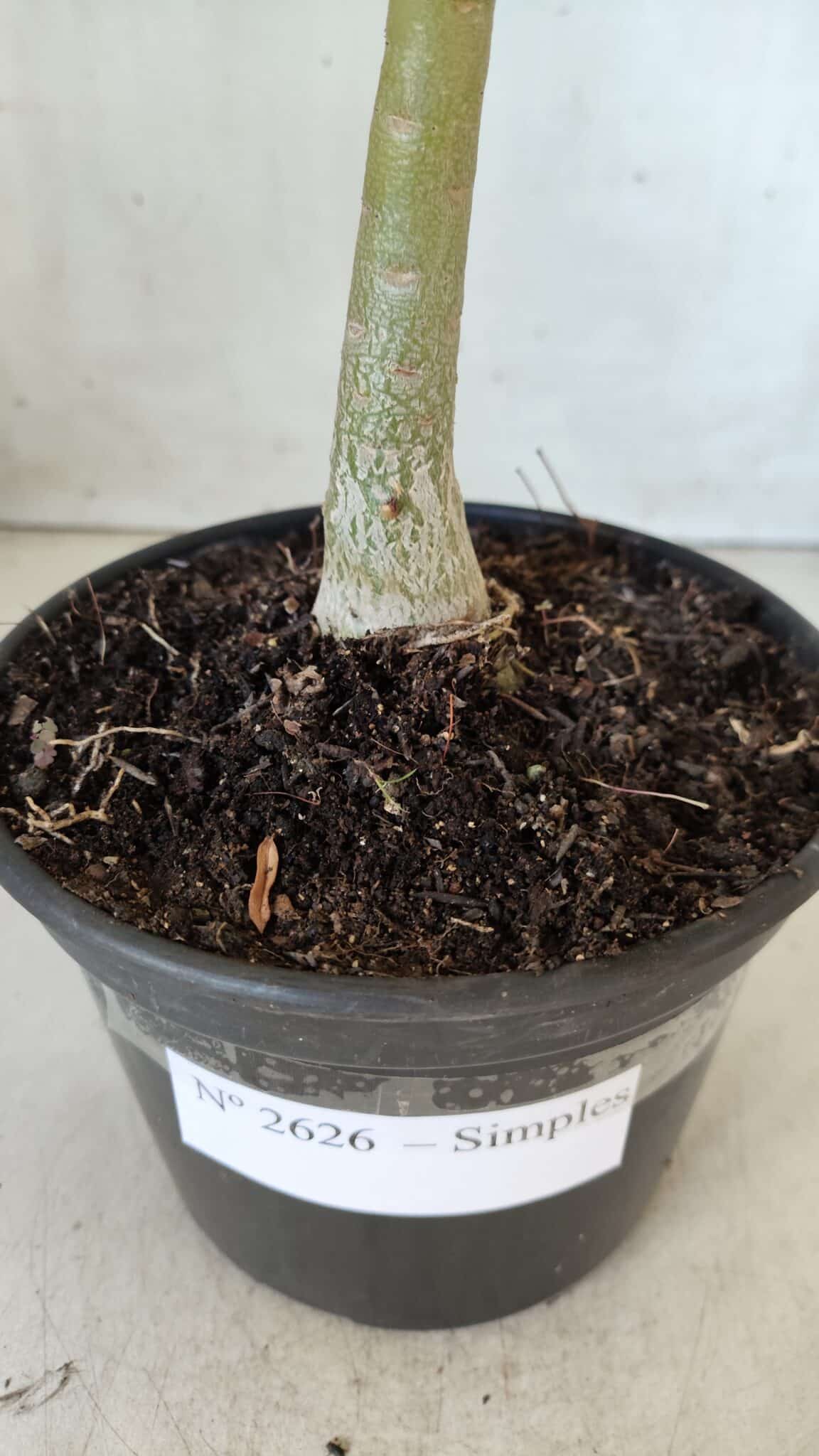 Planta Simples 2626 – 30cm – 02 anos